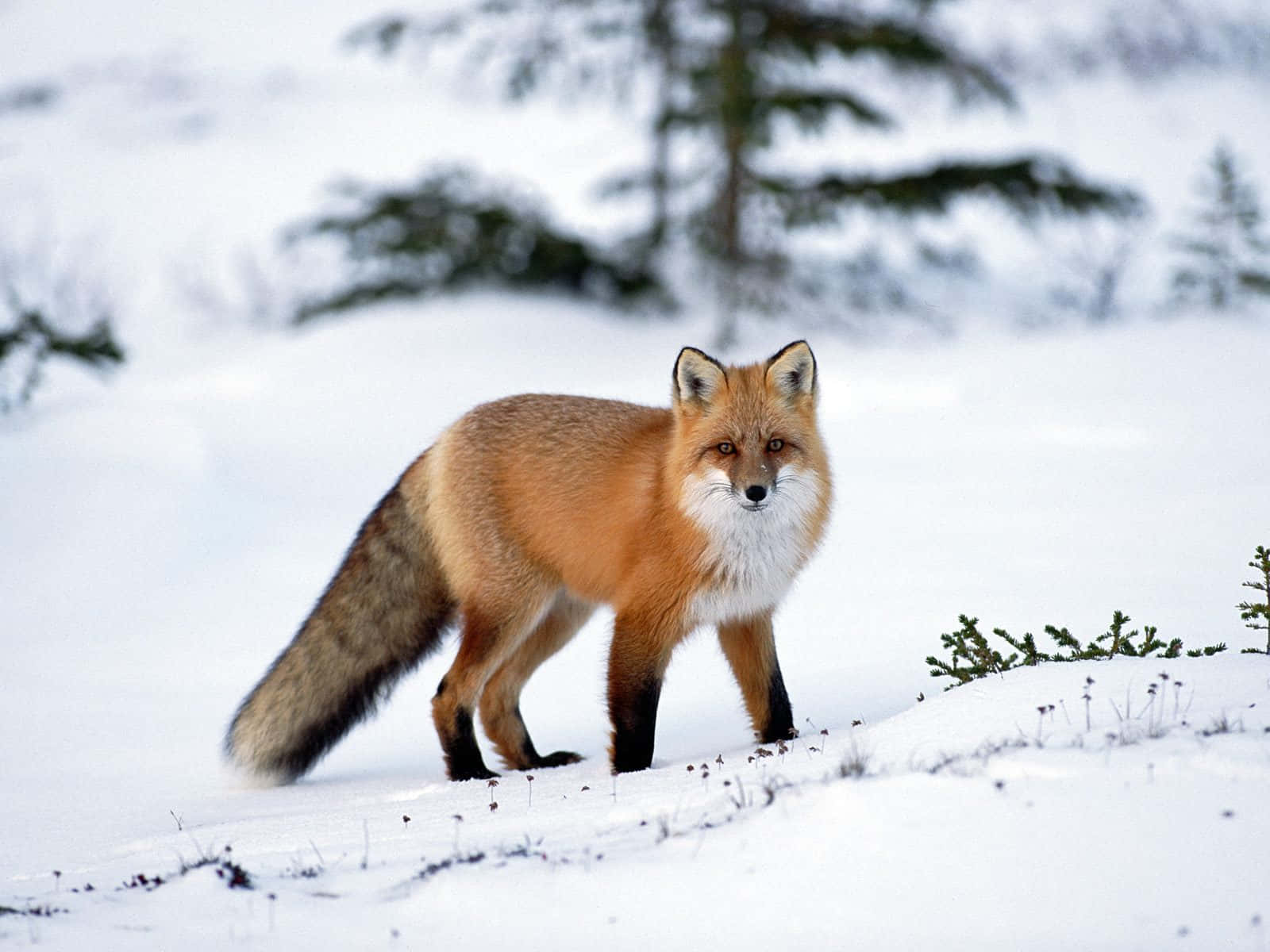 Brown Fox, red fox, snowy winter landscape, HD Desktop Wallpaper