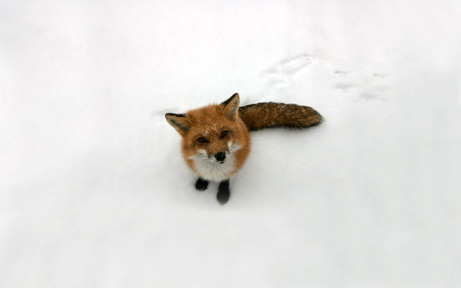 Brown Fox, red fox, deep snow, Full HD Desktop Wallpaper