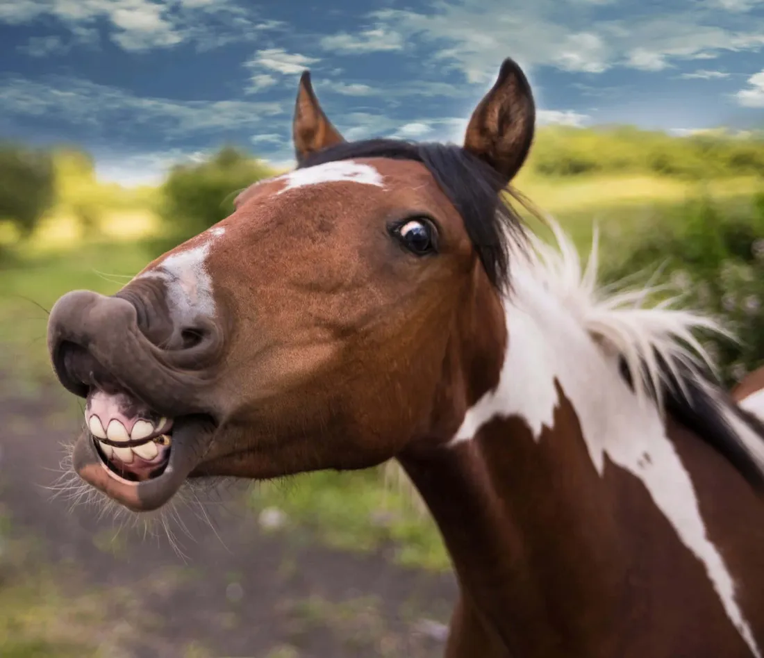 Brown Horse