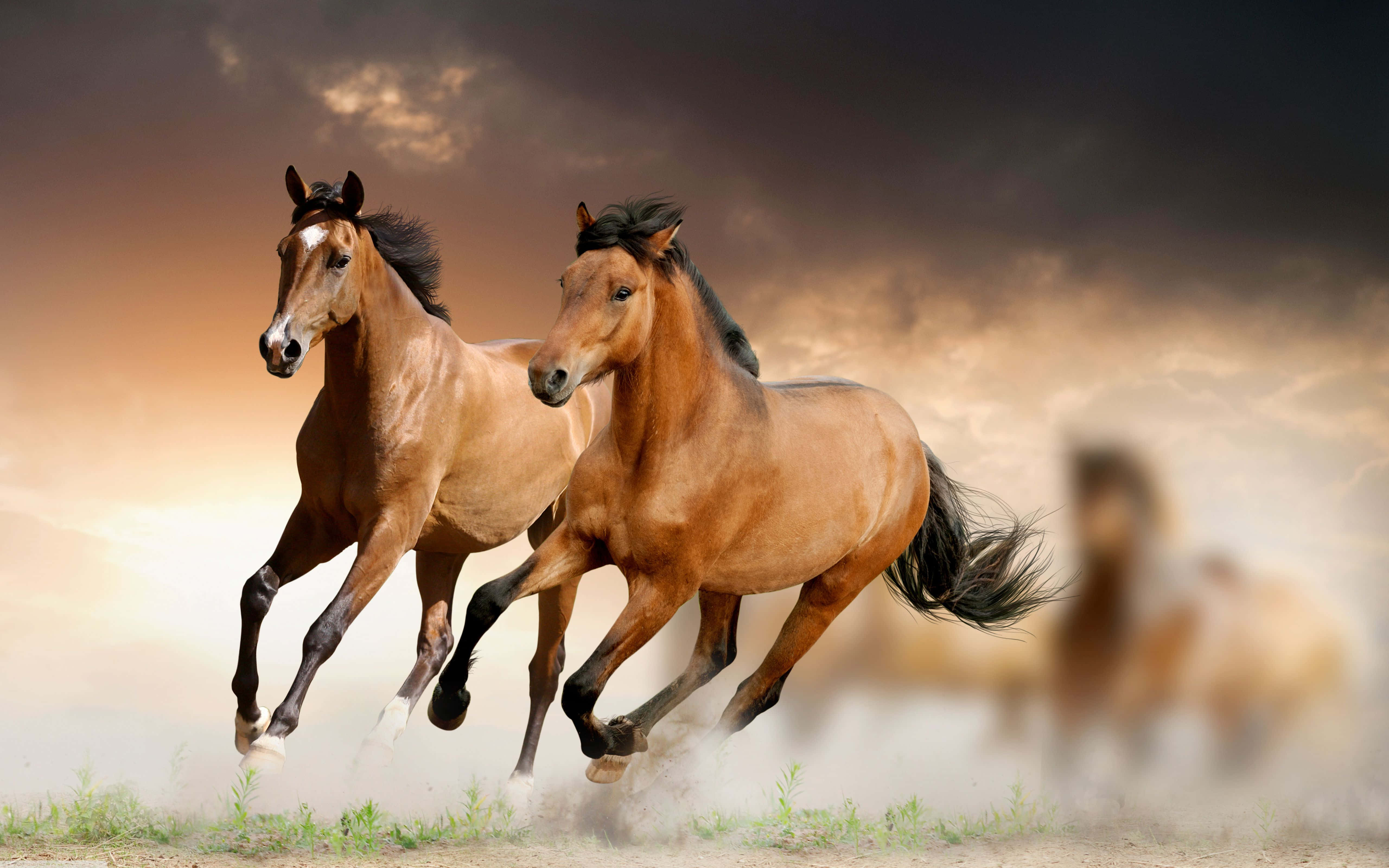 Brown Horse, chestnut horses, dusty terrain, 5K Desktop Wallpaper
