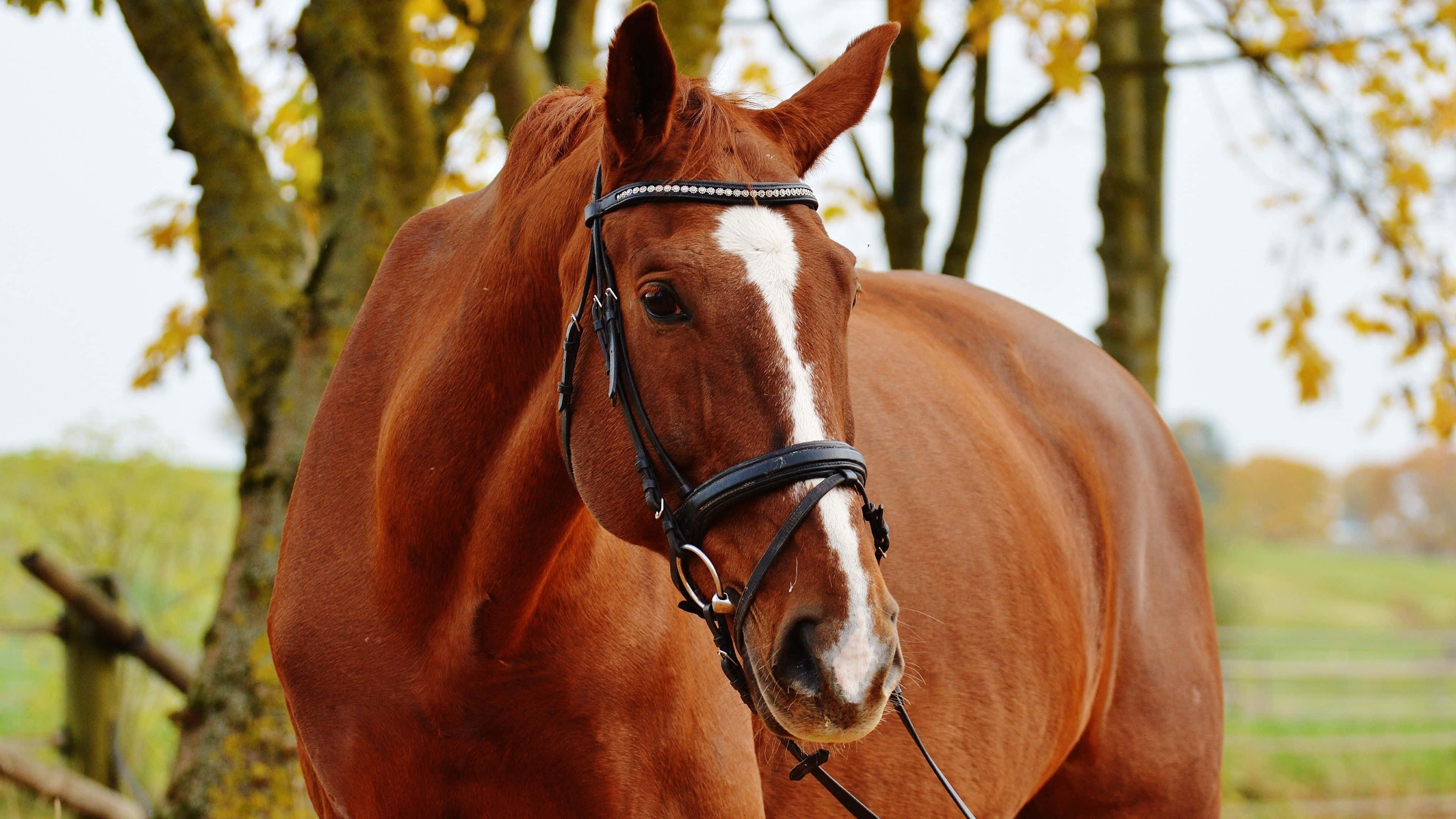 Brown Horse, chestnut horse, white blaze, 4K Desktop Wallpaper