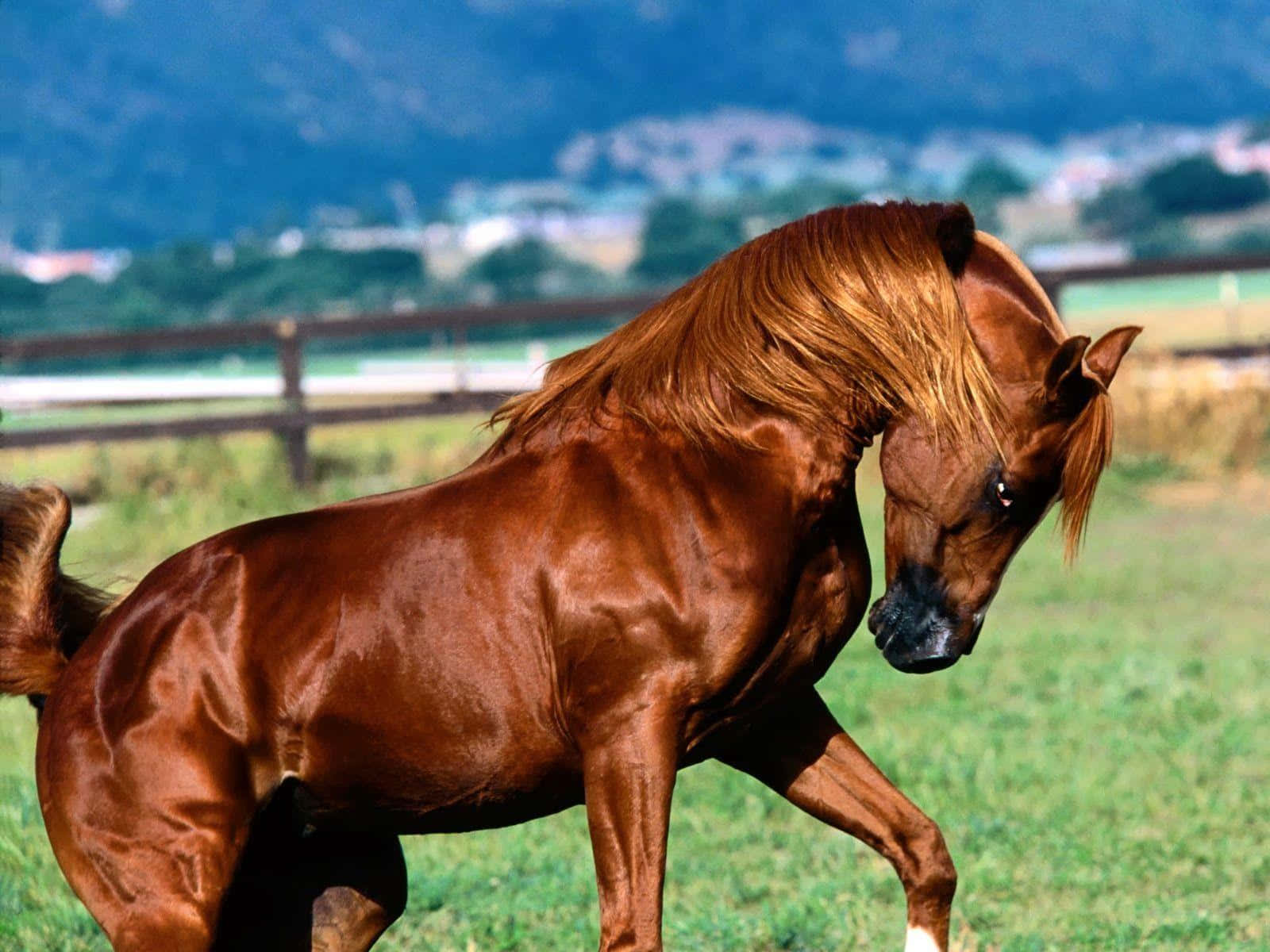 Brown Horse, chestnut horse, sunlit green pasture, HD Desktop Wallpaper