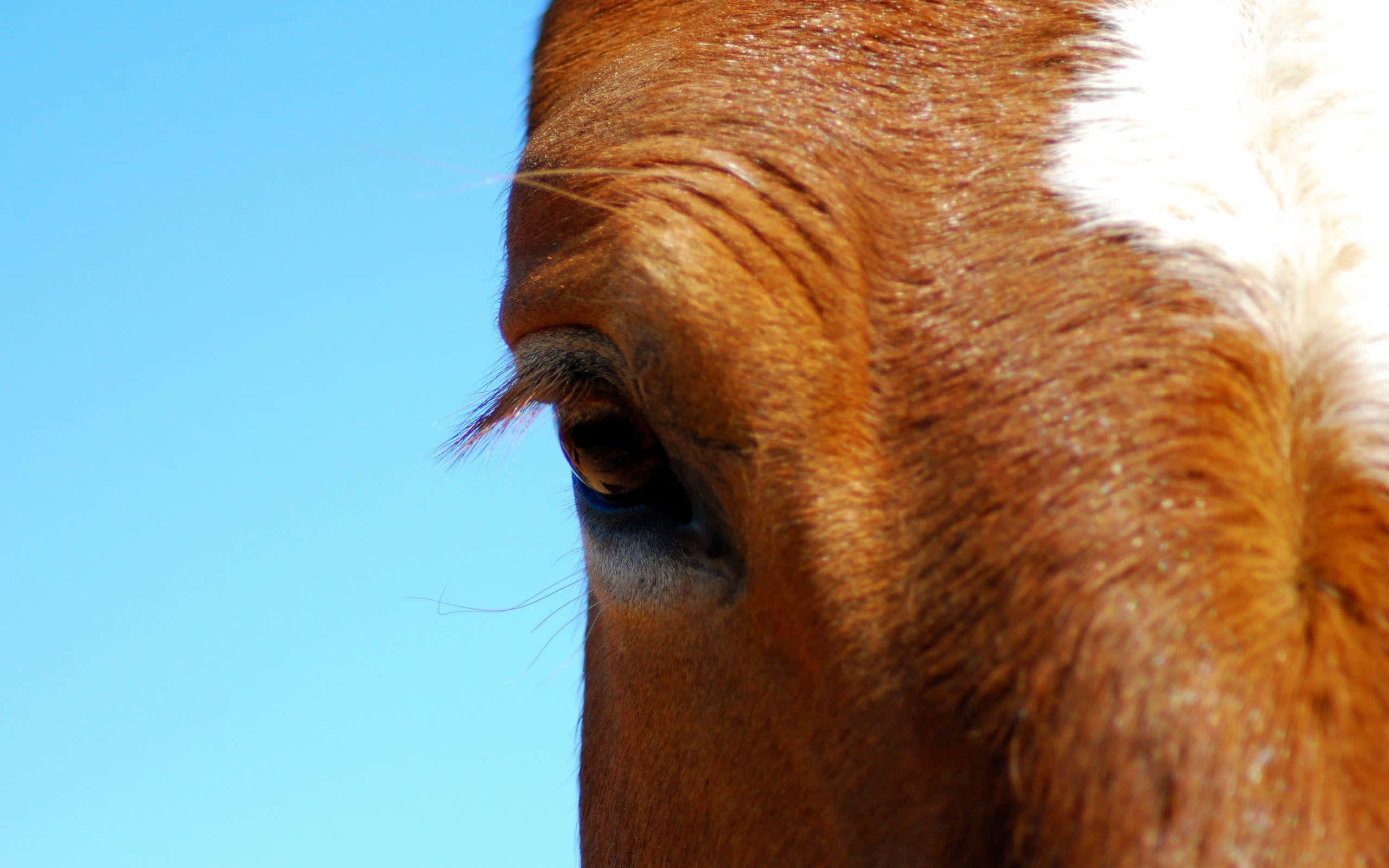 Brown Horse, chestnut horse, calm eye, 2K Desktop Wallpaper