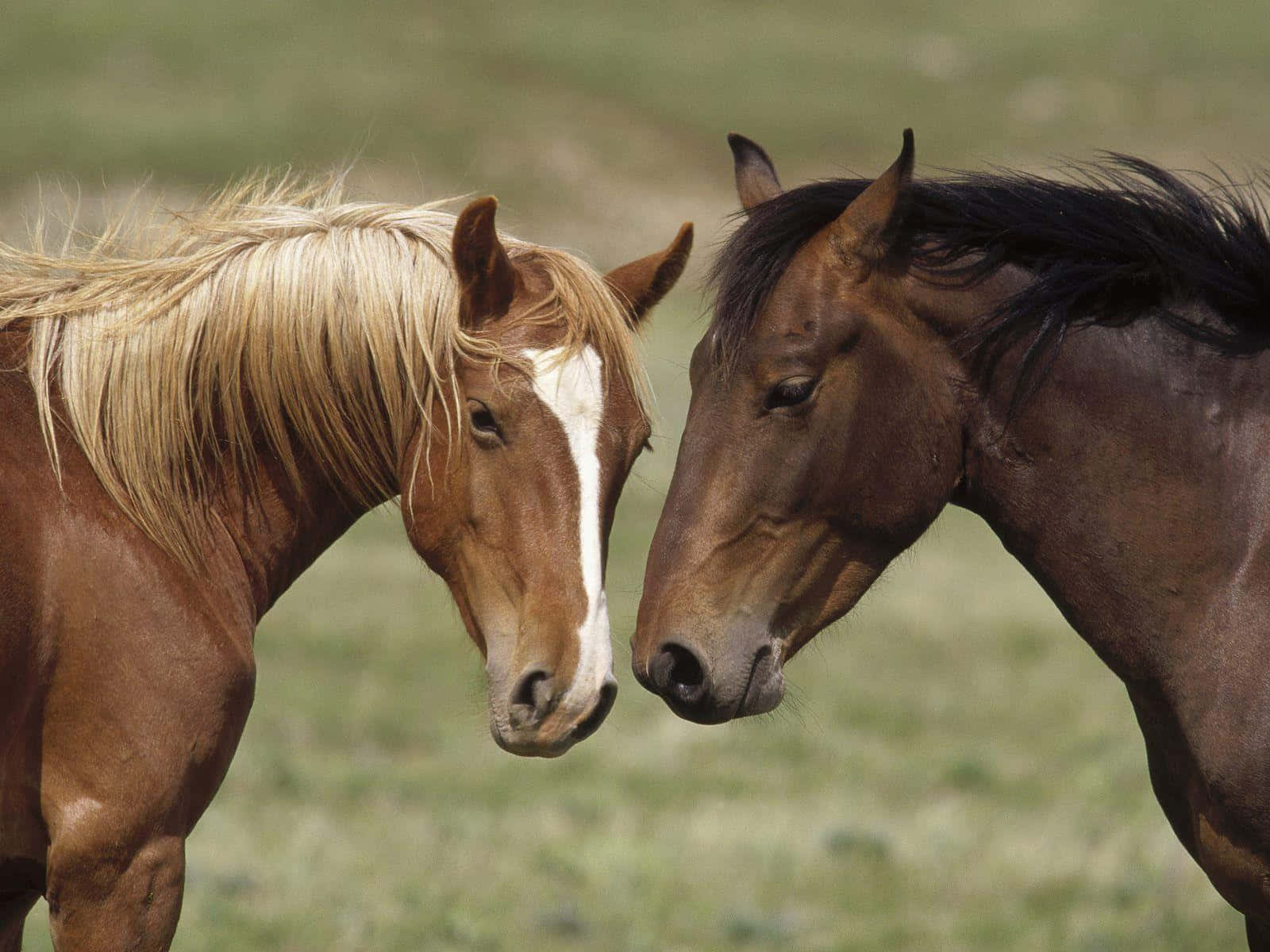 Brown Horse, Galloping, Nature, HD Desktop Wallpaper