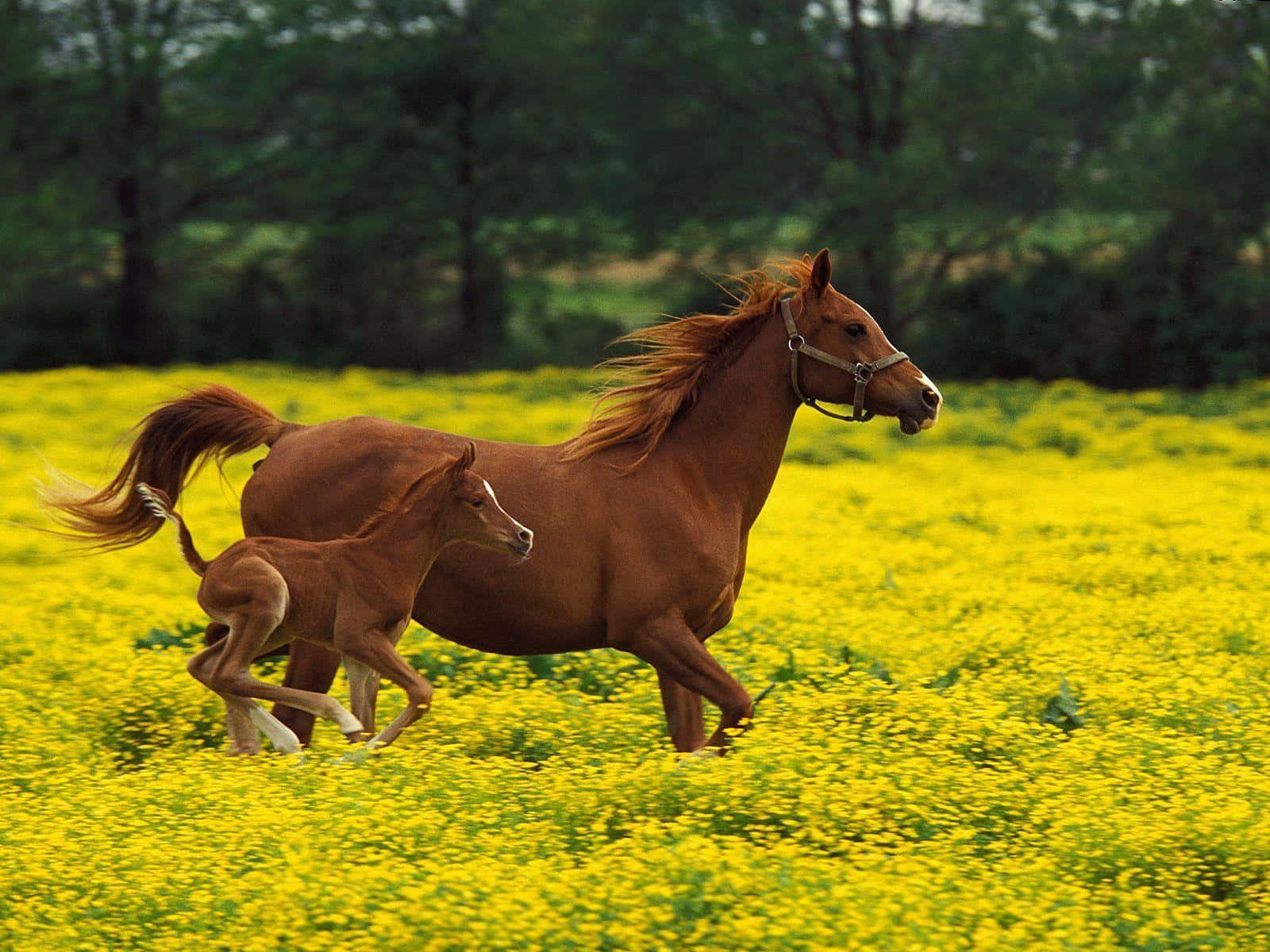Brown Horse, chestnut mare, foal, HD Desktop Wallpaper