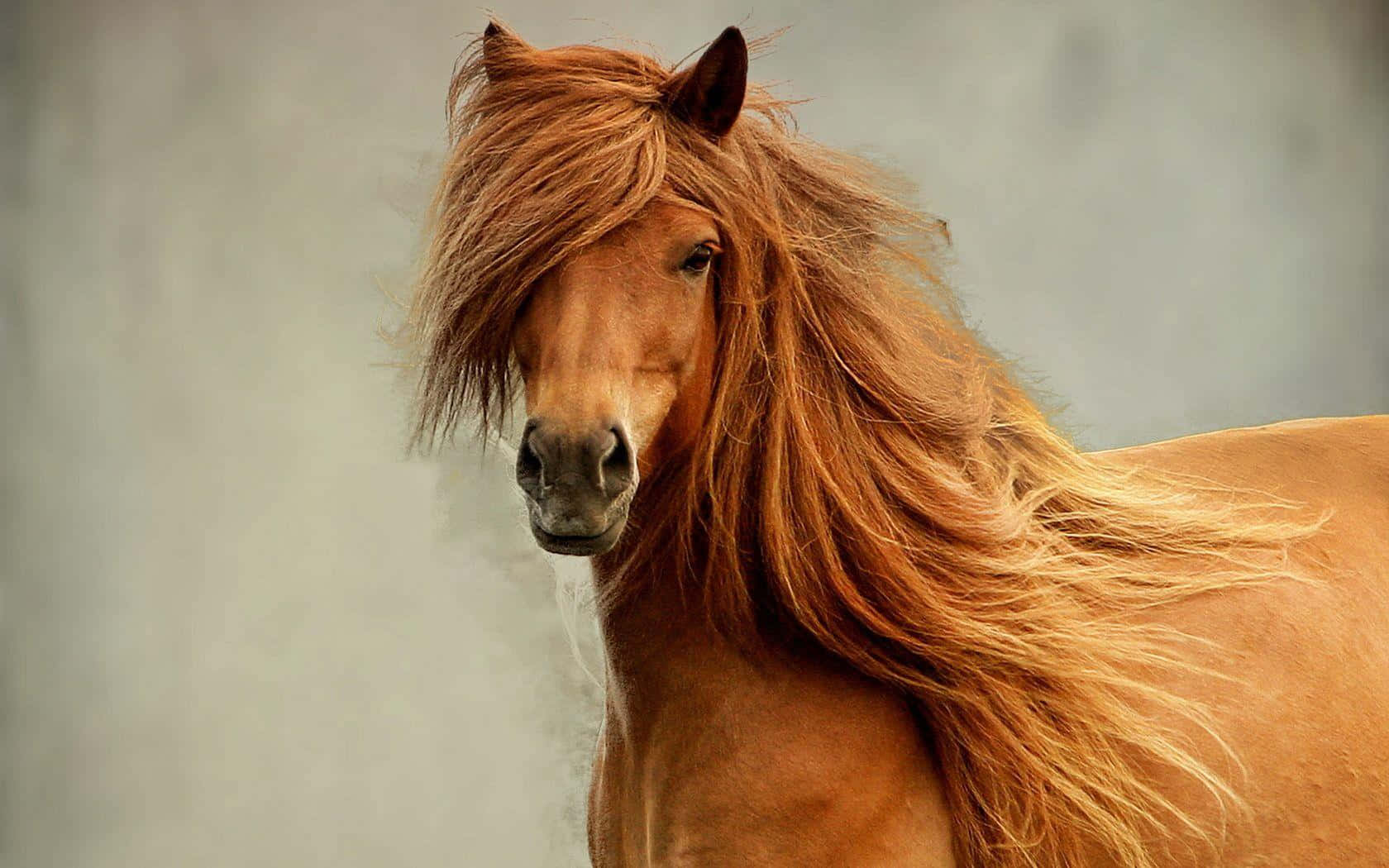 Brown Horse, chestnut horse, flowing mane, HD Desktop Wallpaper
