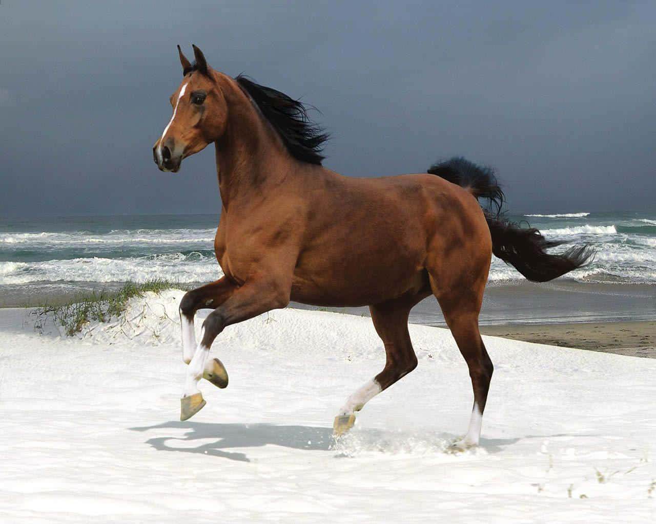 Brown Horse, chestnut horse, black mane, HD Desktop Wallpaper