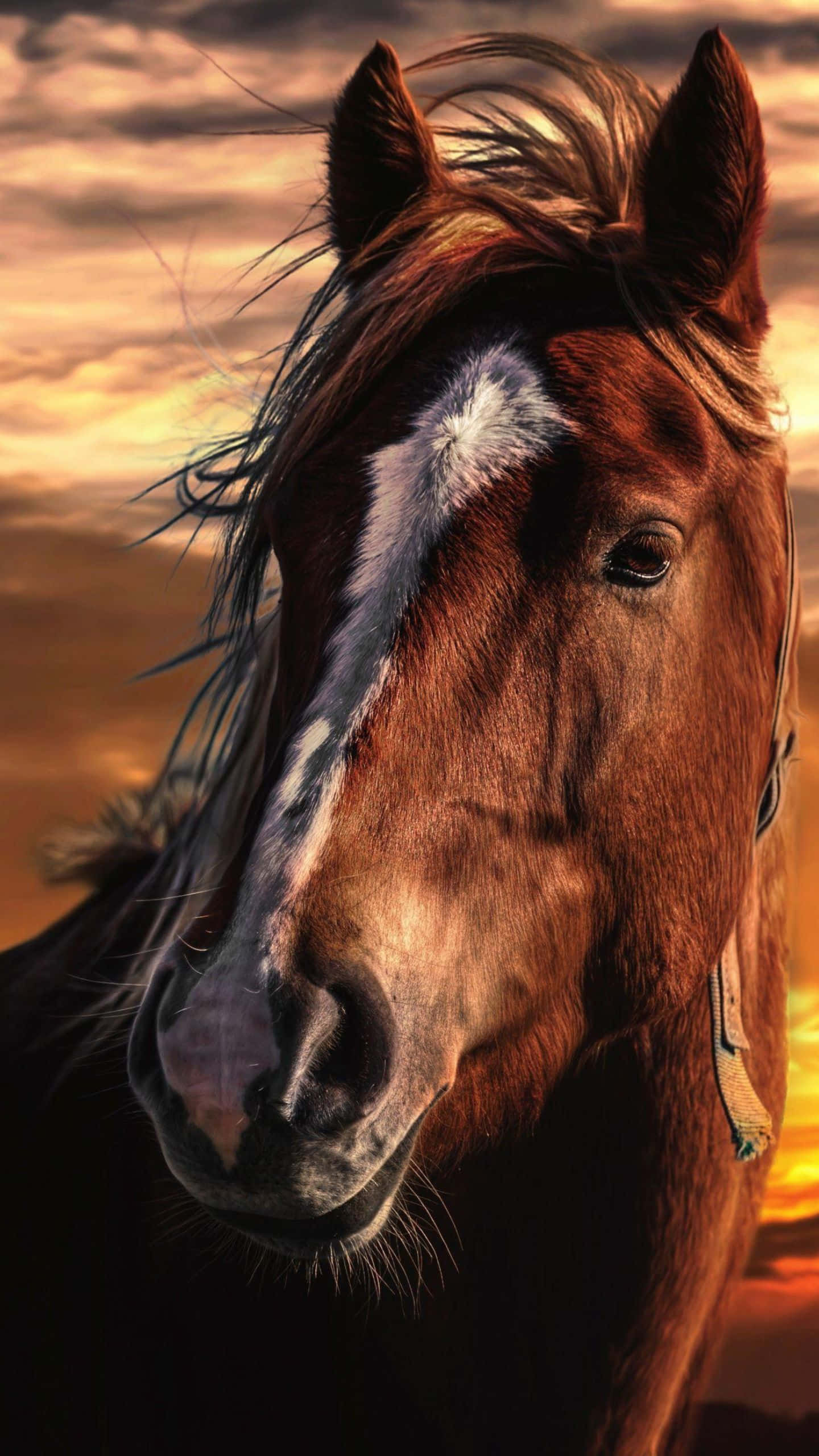 Brown Horse, meadow, fiery sunset sky, 2K Phone Wallpaper