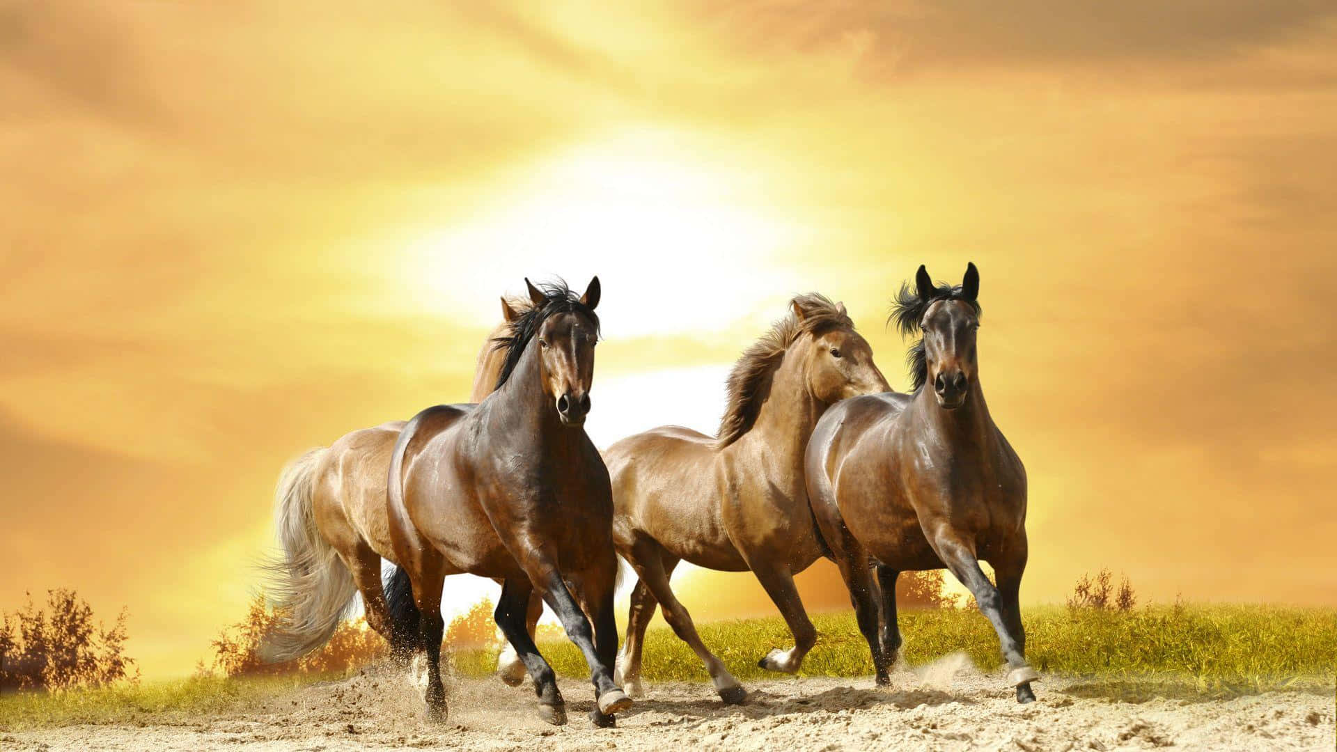Brown Horse, 1920 x 1080, golden sunset sky, Full HD Desktop Wallpaper