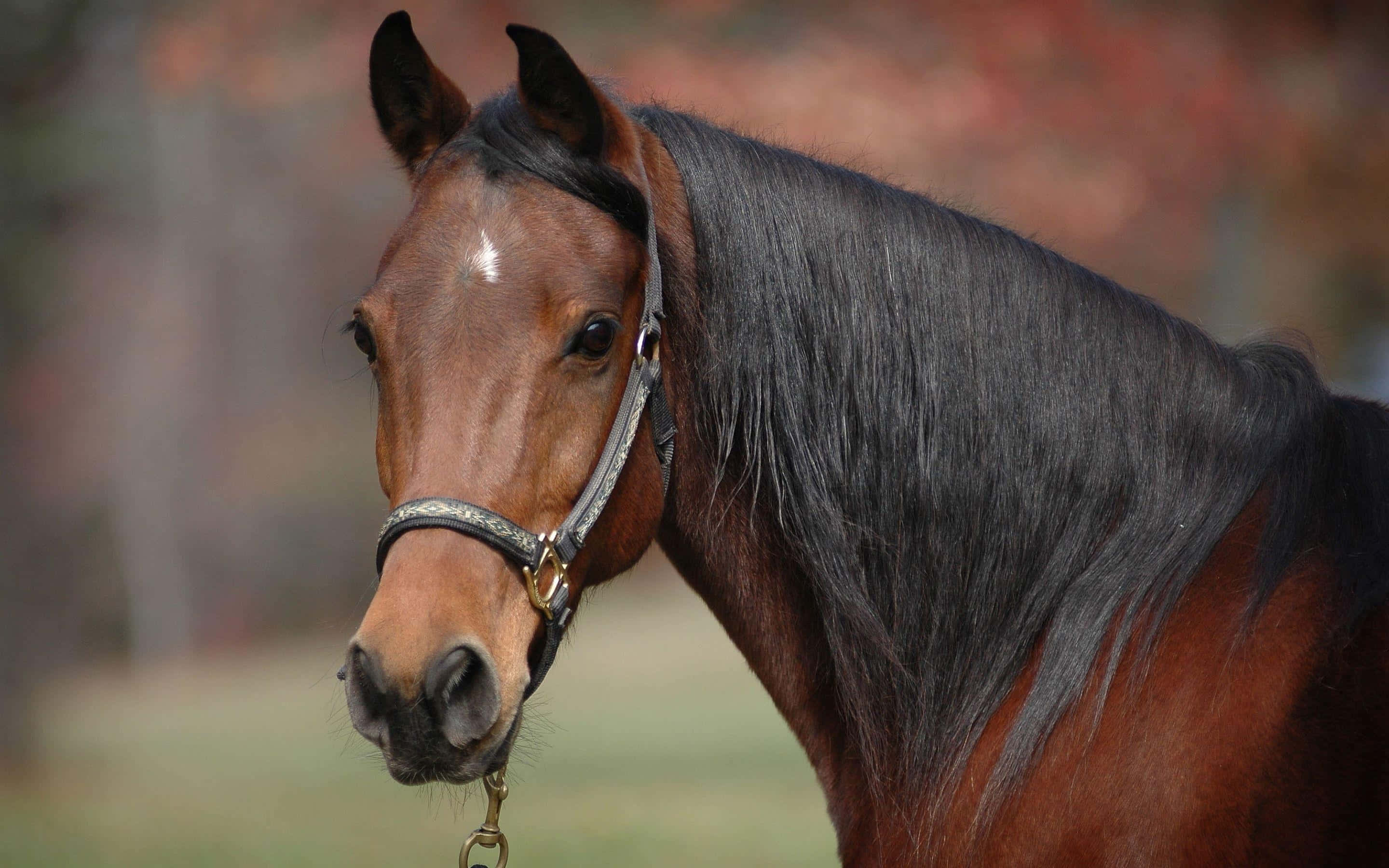 Brown Horse, chestnut horse, black mane, 2K Desktop Wallpaper