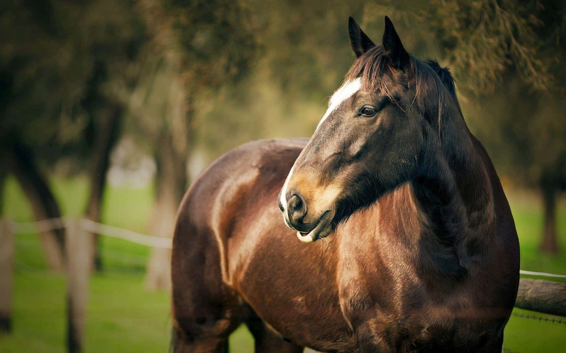 Brown Horse, 1920 x 1200, sunlit pastoral field, Full HD Desktop Wallpaper