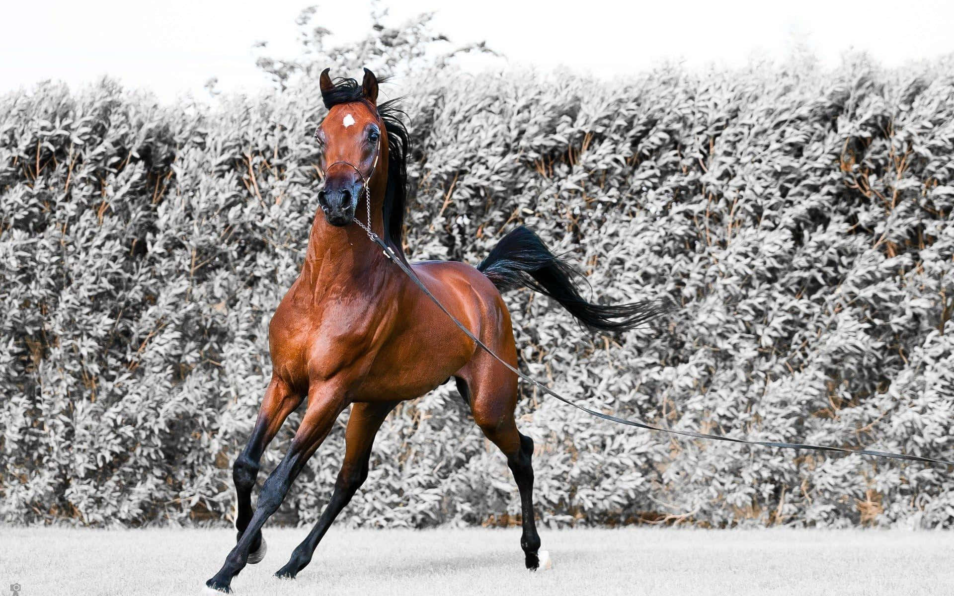 Brown Horse, chestnut horse, black mane and tail, Full HD Desktop Wallpaper