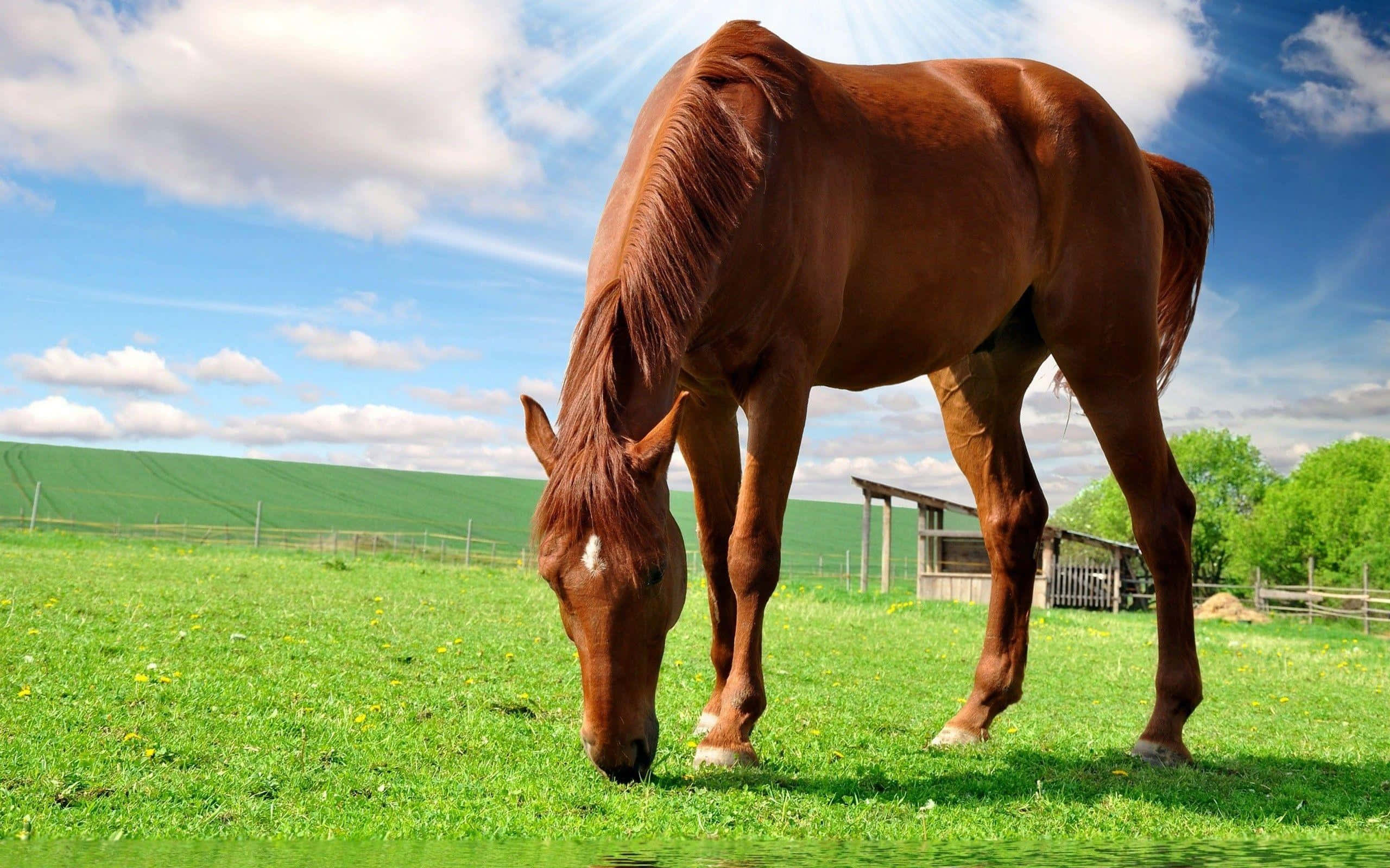 Brown Horse, chestnut horse, green meadow, 2K Desktop Wallpaper