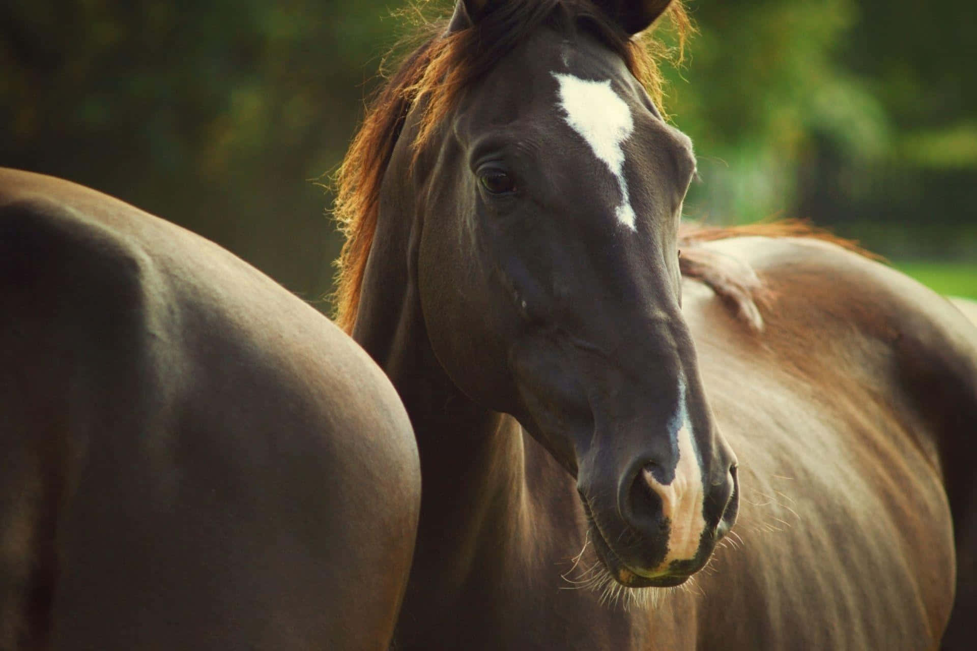 Brown Horse, dark brown horse, white blaze, Full HD Desktop Wallpaper