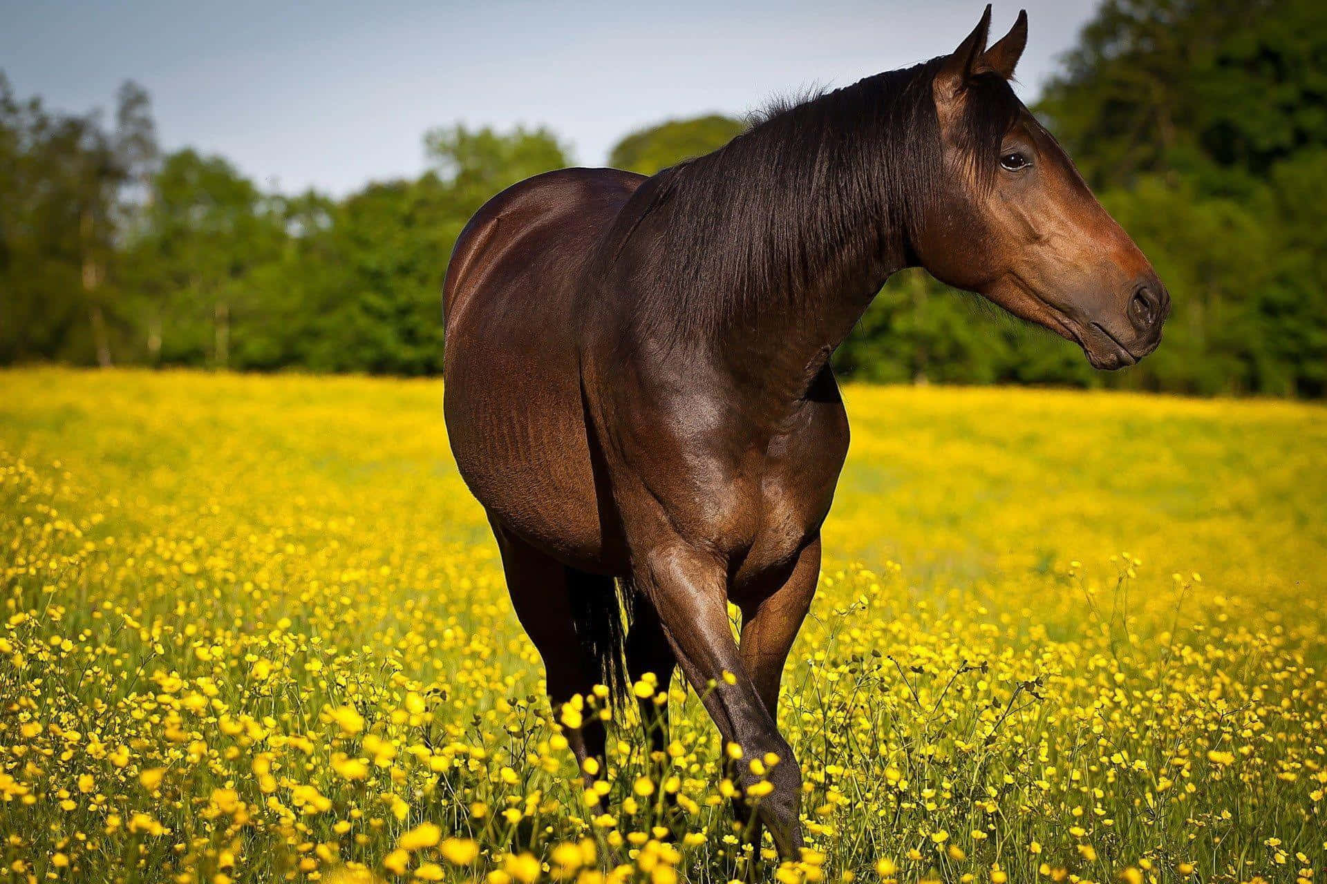 Brown Horse, sleek brown horse, vibrant field of yellow wildflowers, Full HD Desktop Wallpaper