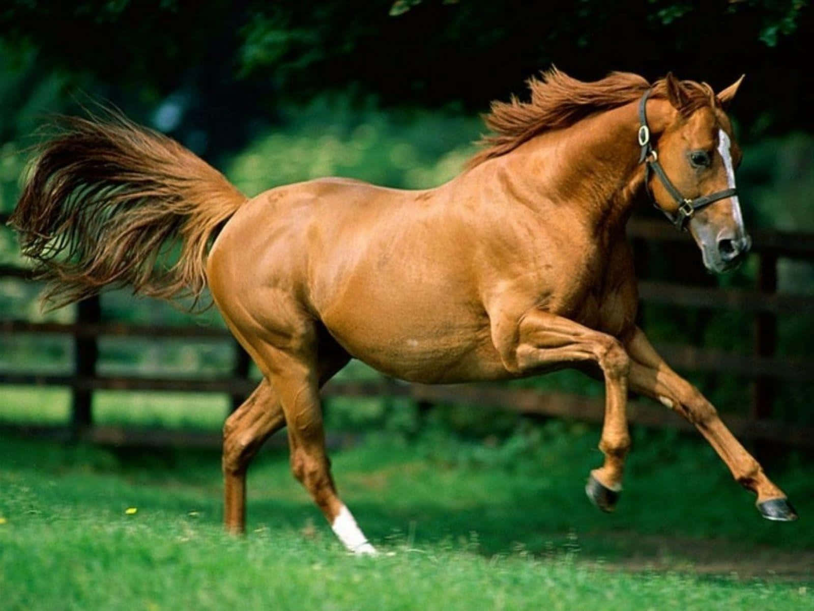 Brown Horse, chestnut horse, white socks, HD Desktop Wallpaper