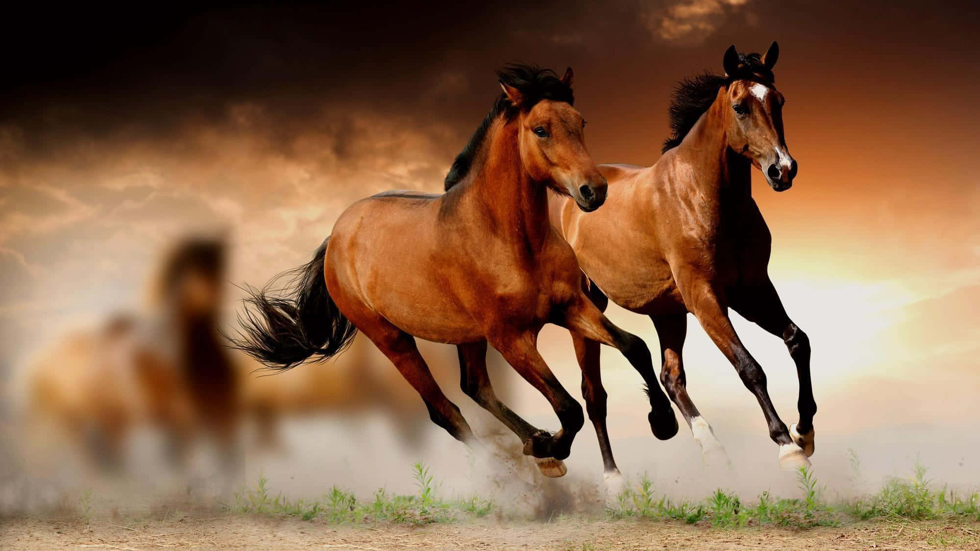 Brown Horse, chestnut horses, dramatic sunset sky, Full HD Desktop Wallpaper
