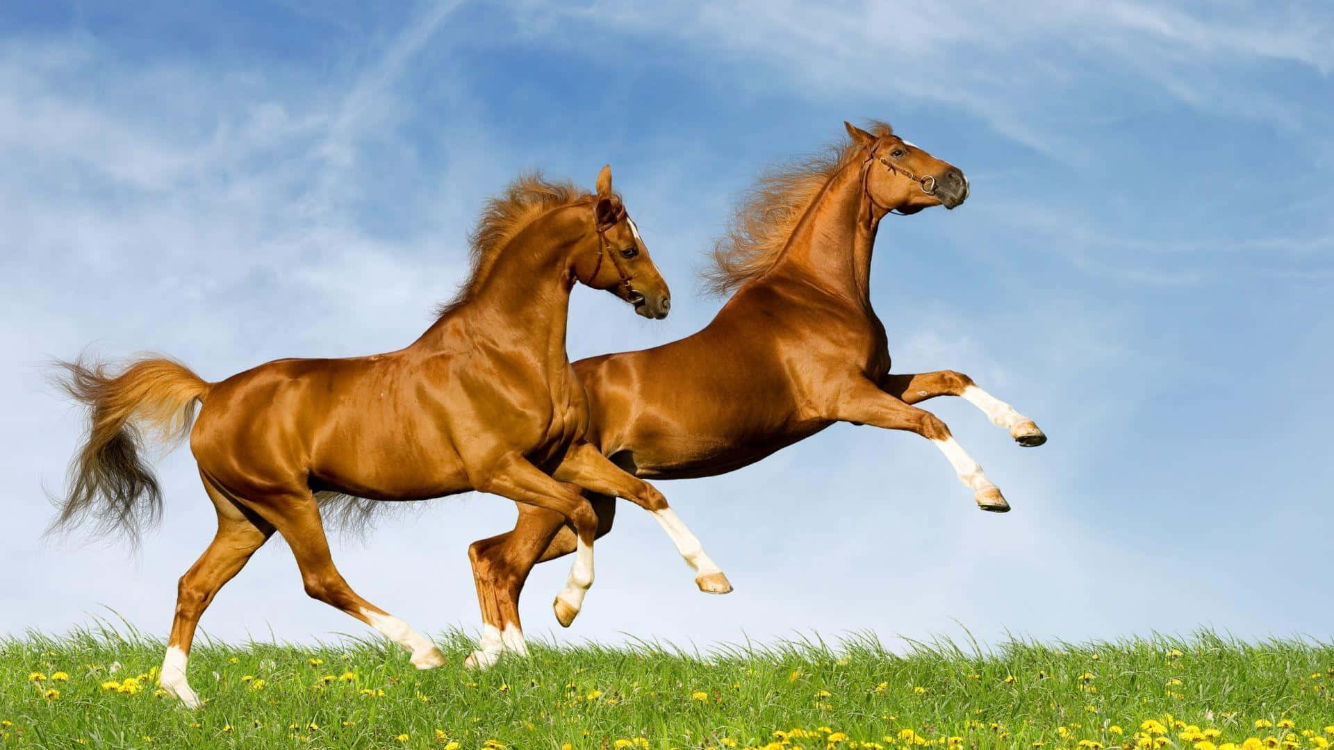 Brown Horse, chestnut horses, sunlit meadow, Full HD Desktop Wallpaper