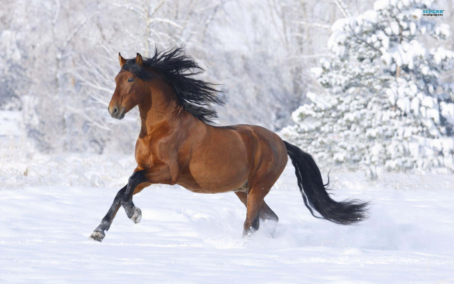 Brown Horse, chestnut horse, black mane and tail, Full HD Desktop Wallpaper