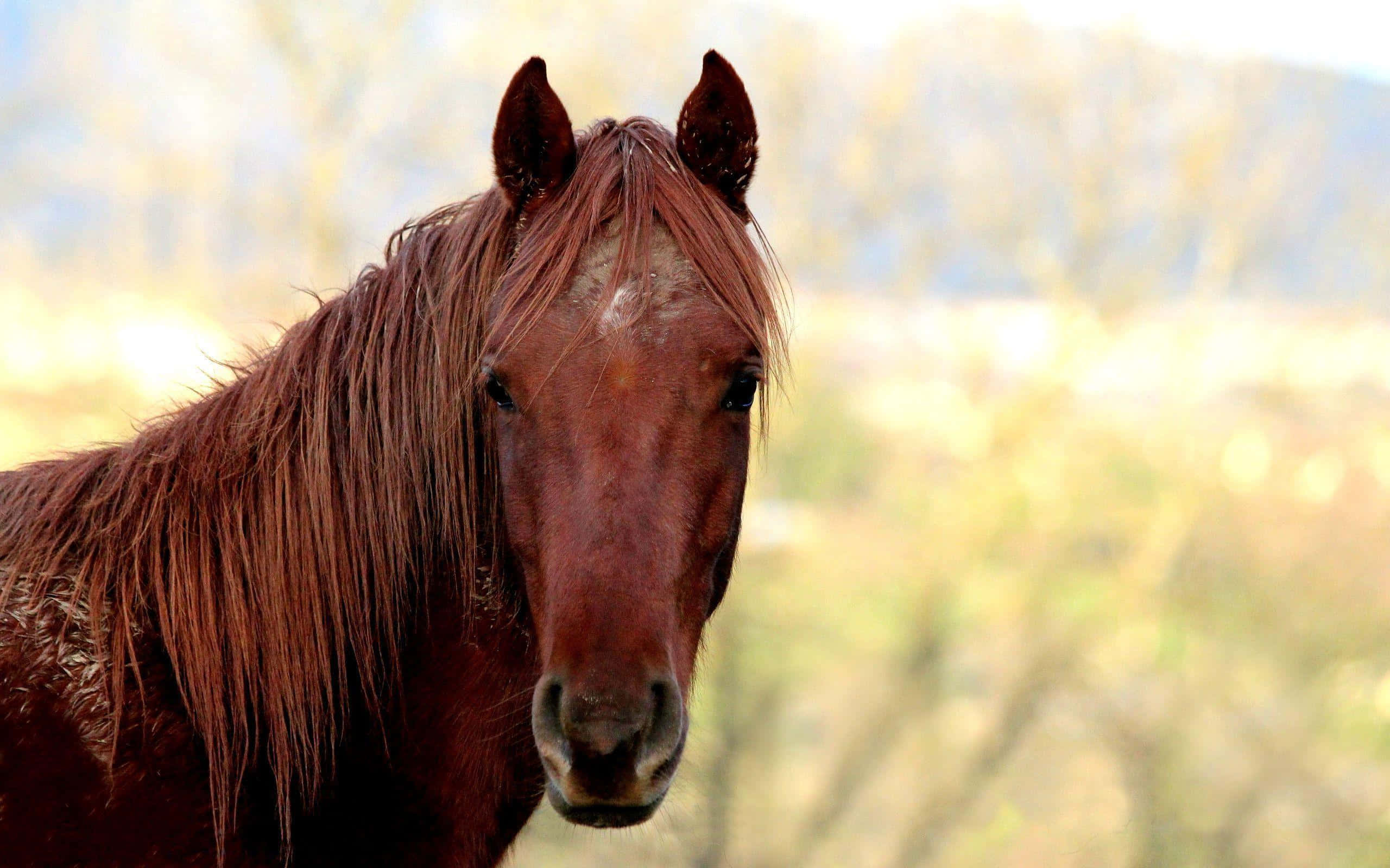 Brown Horse, chestnut horse, white blaze, 2K Desktop Wallpaper