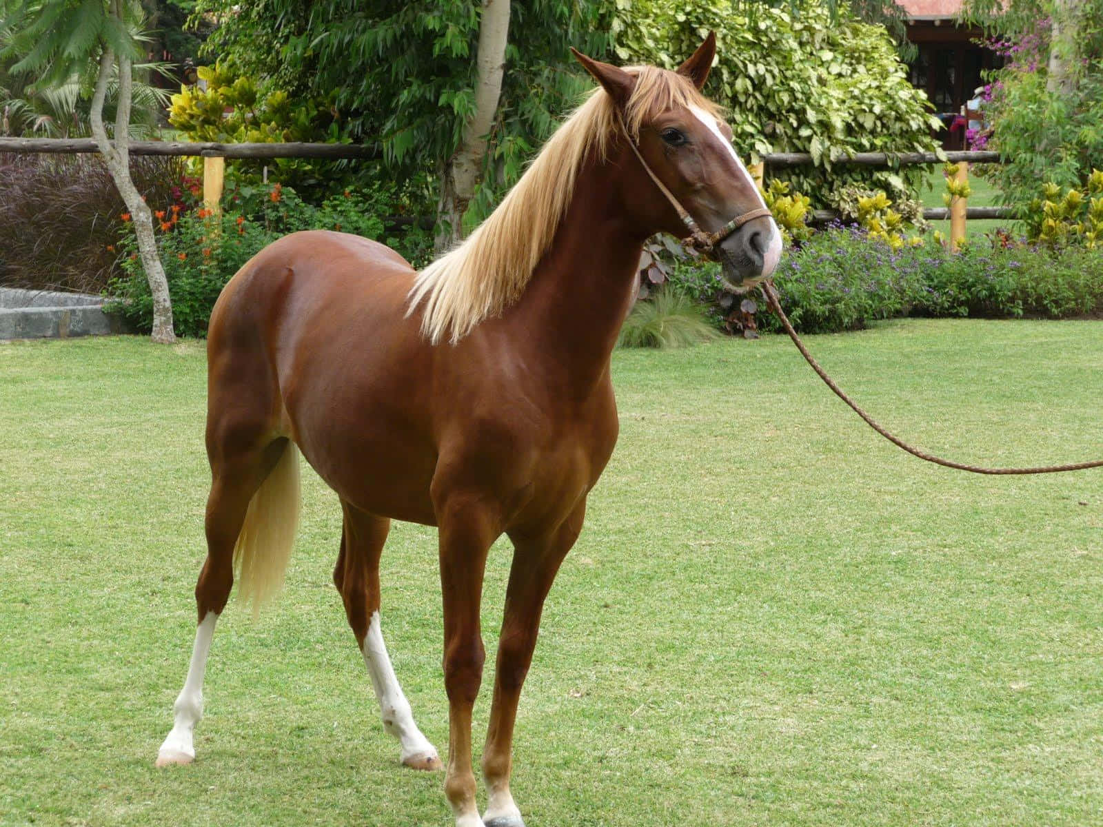 brown horse, chestnut horse, blonde mane, HD Desktop Wallpaper