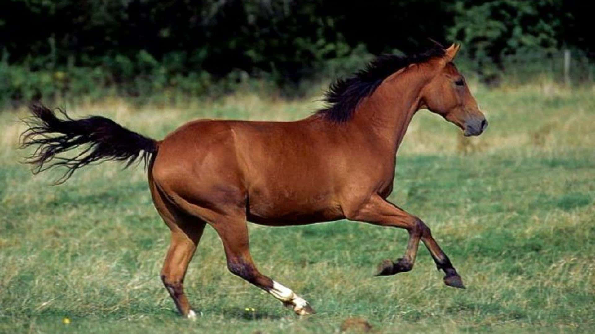 Brown Horse, chestnut horse, black mane and tail, Full HD Desktop Wallpaper