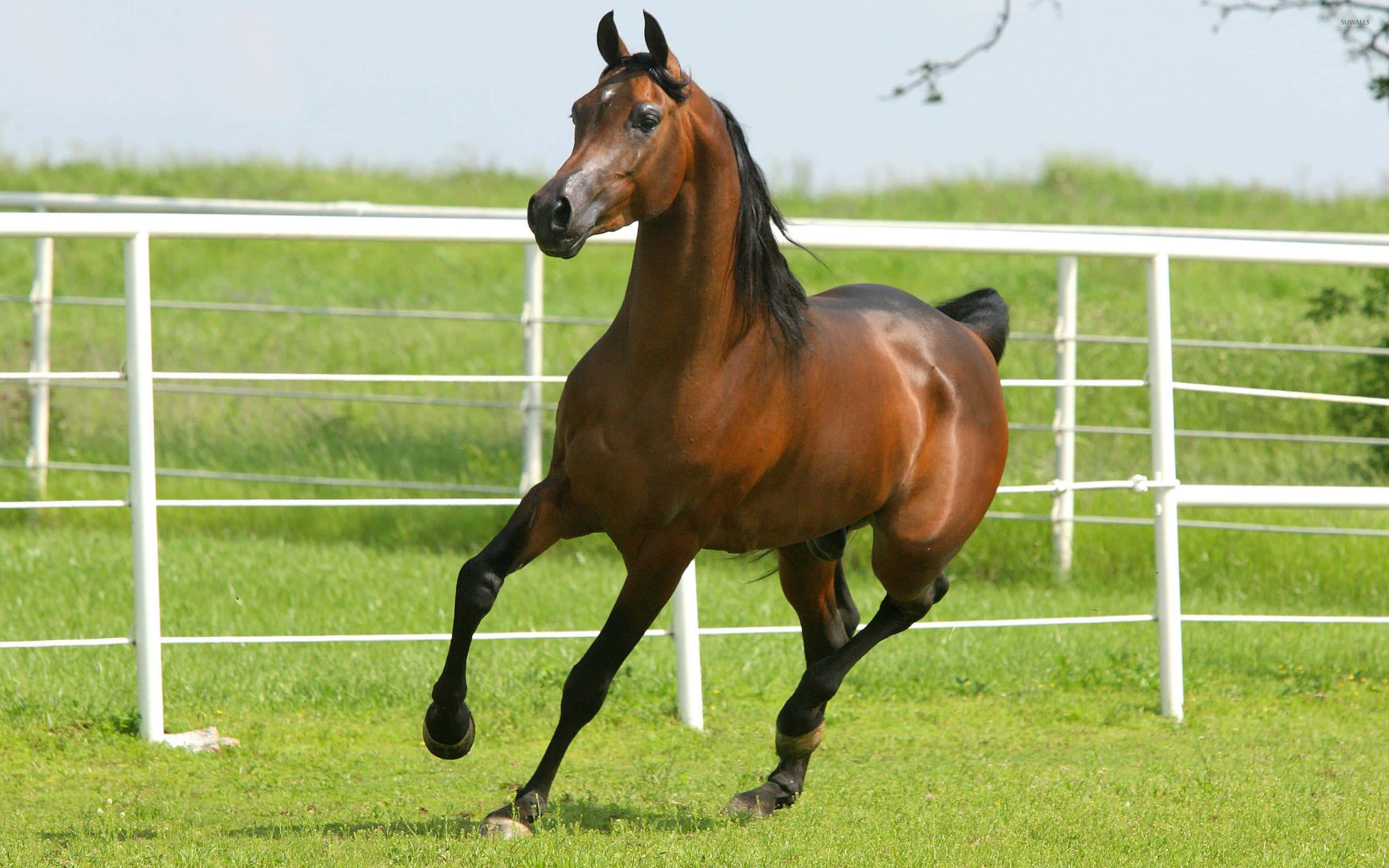 Brown Horse, chestnut horse, sunlit green pasture, 2K Desktop Wallpaper