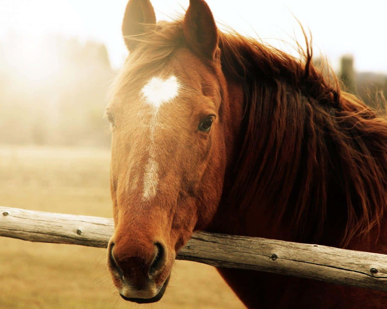 Brown Horse, chestnut horse, white forehead marking, HD Desktop Wallpaper