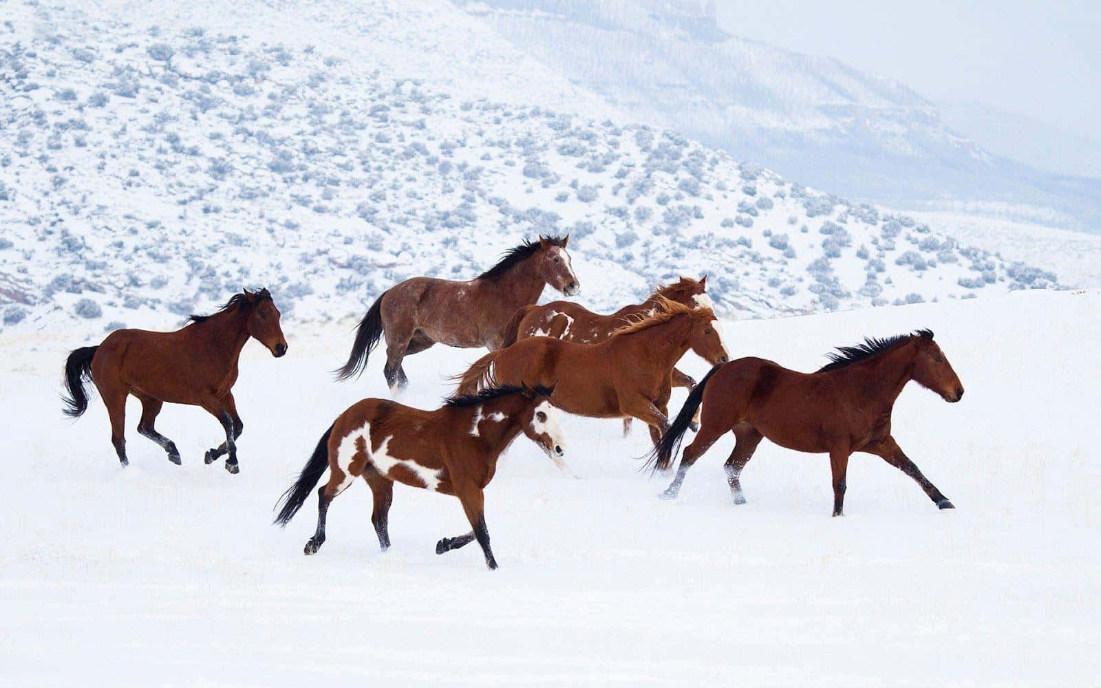 Brown Horse, herd of brown horses, snowy field, HD Desktop Wallpaper