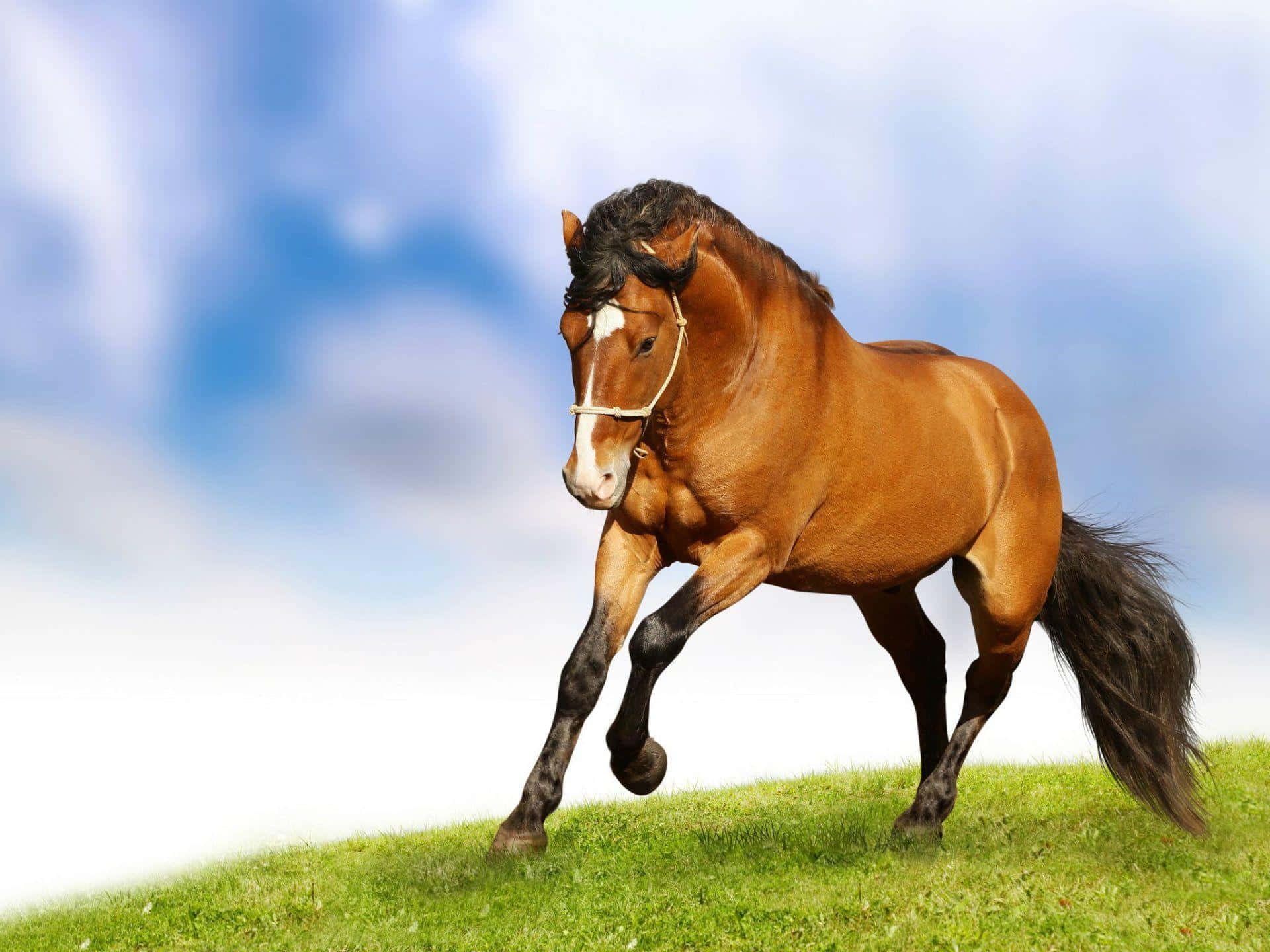 Brown Horse, chestnut horse, black mane and tail, Full HD Desktop Wallpaper