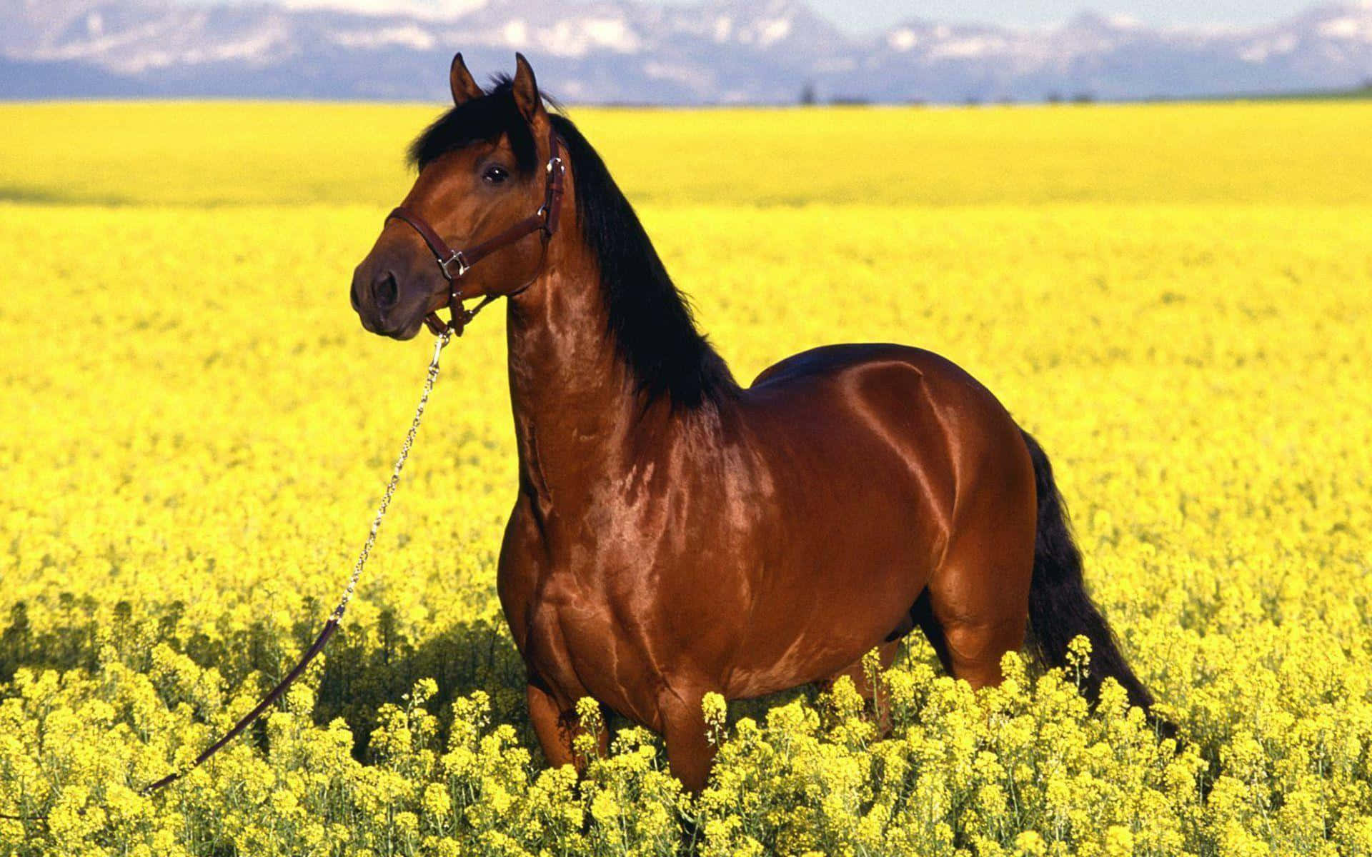 Brown Horse, chestnut horse, vibrant yellow canola field, Full HD Desktop Wallpaper