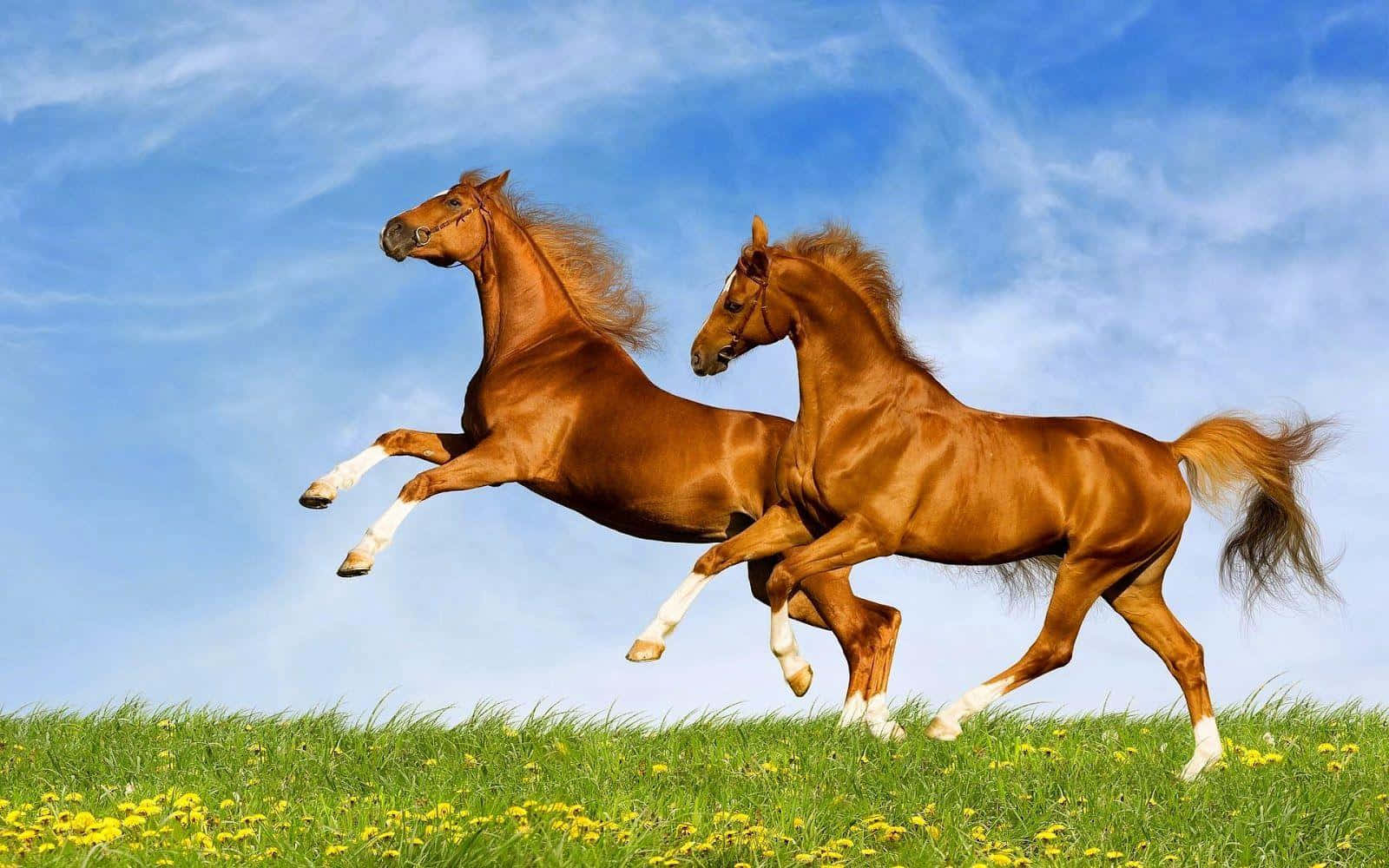 Brown Horse, chestnut horses, sunlit meadow, HD Desktop Wallpaper