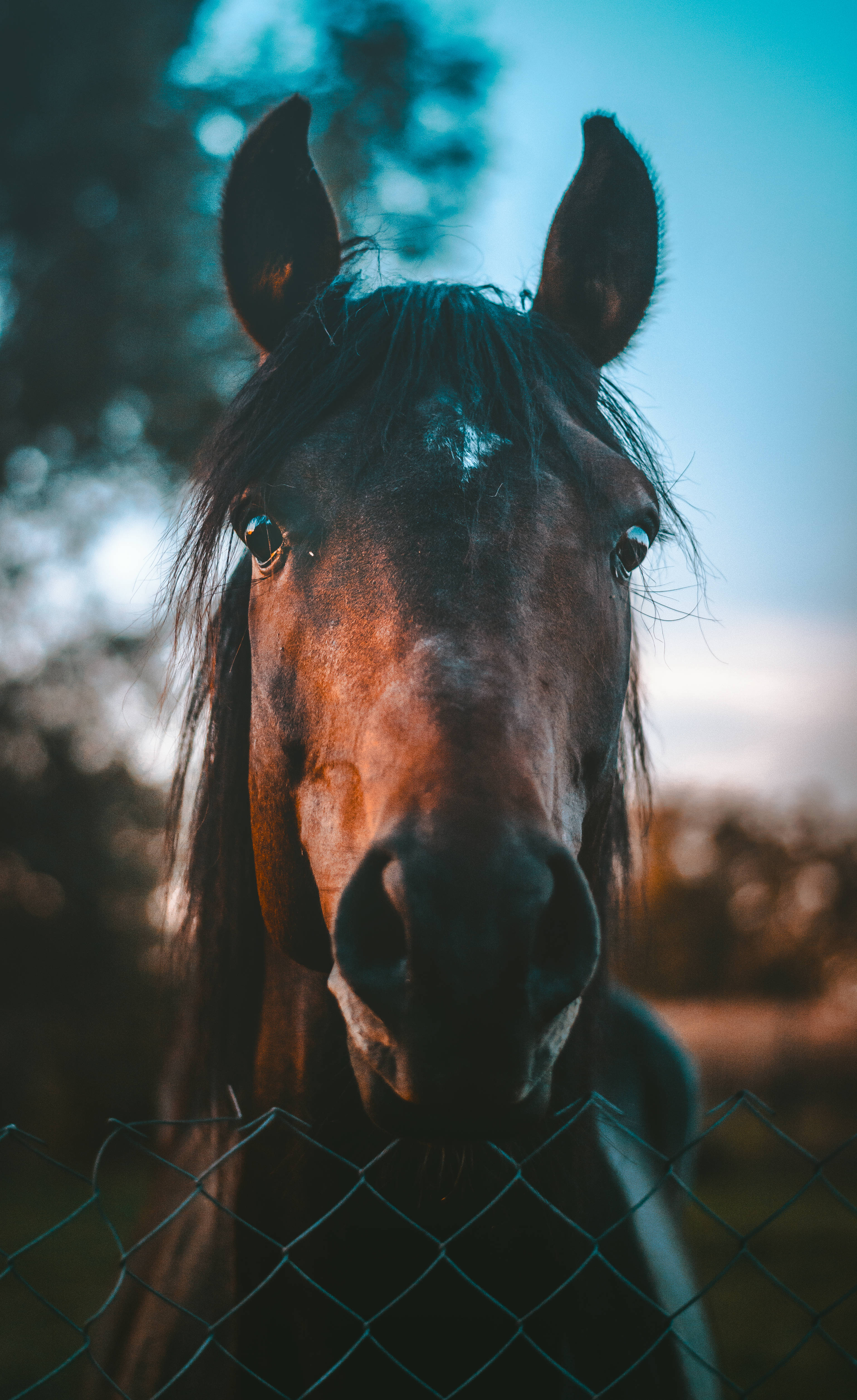 brown horse, white marking, forehead, 4K Phone Wallpaper