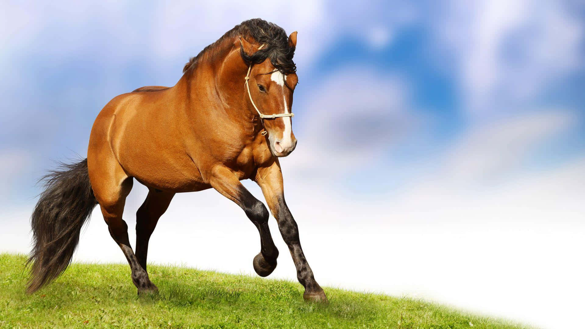 Brown Horse, chestnut horse, white blaze, Full HD Desktop Wallpaper