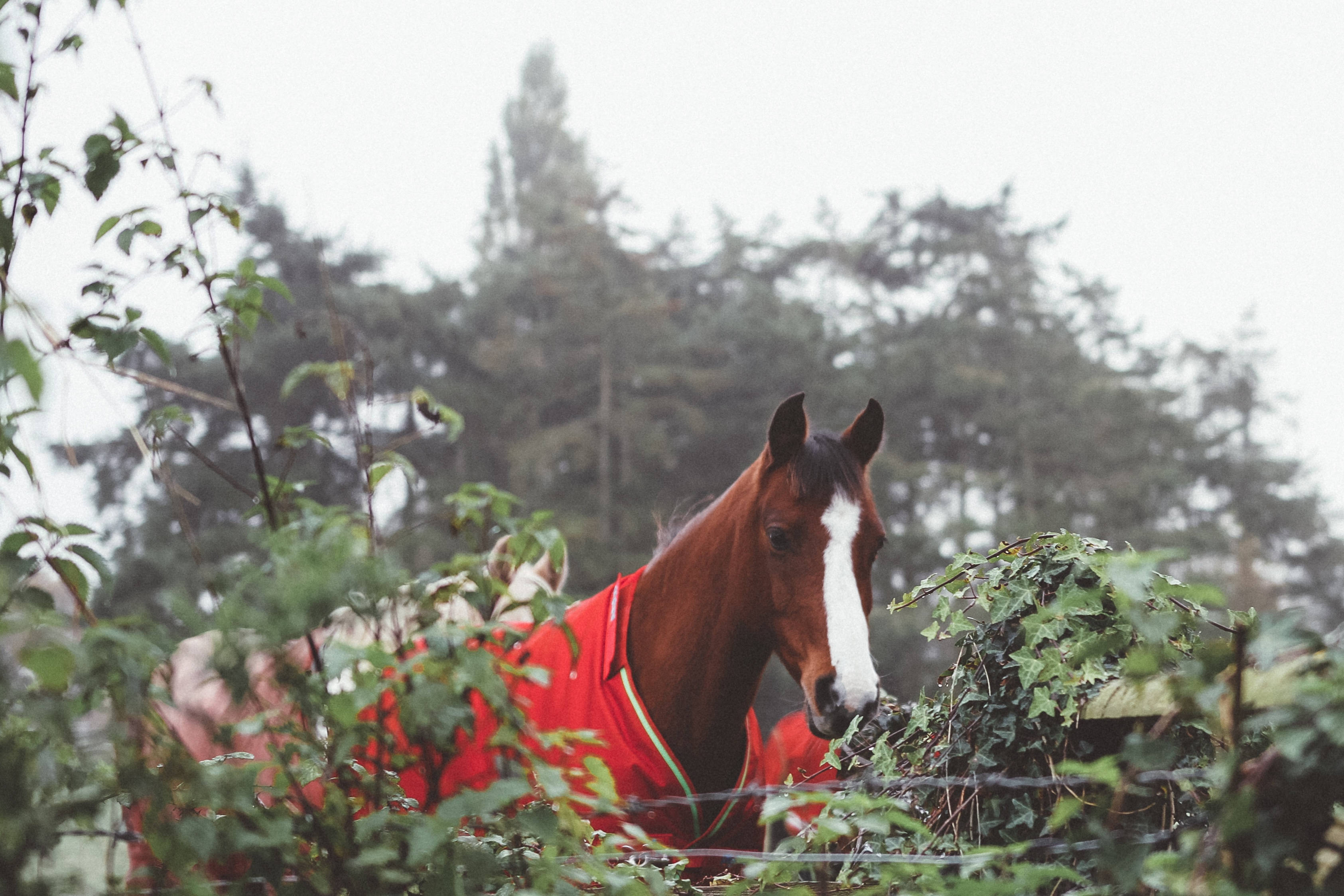 brown horse, red suit, chestnut horse, 2K Desktop Wallpaper