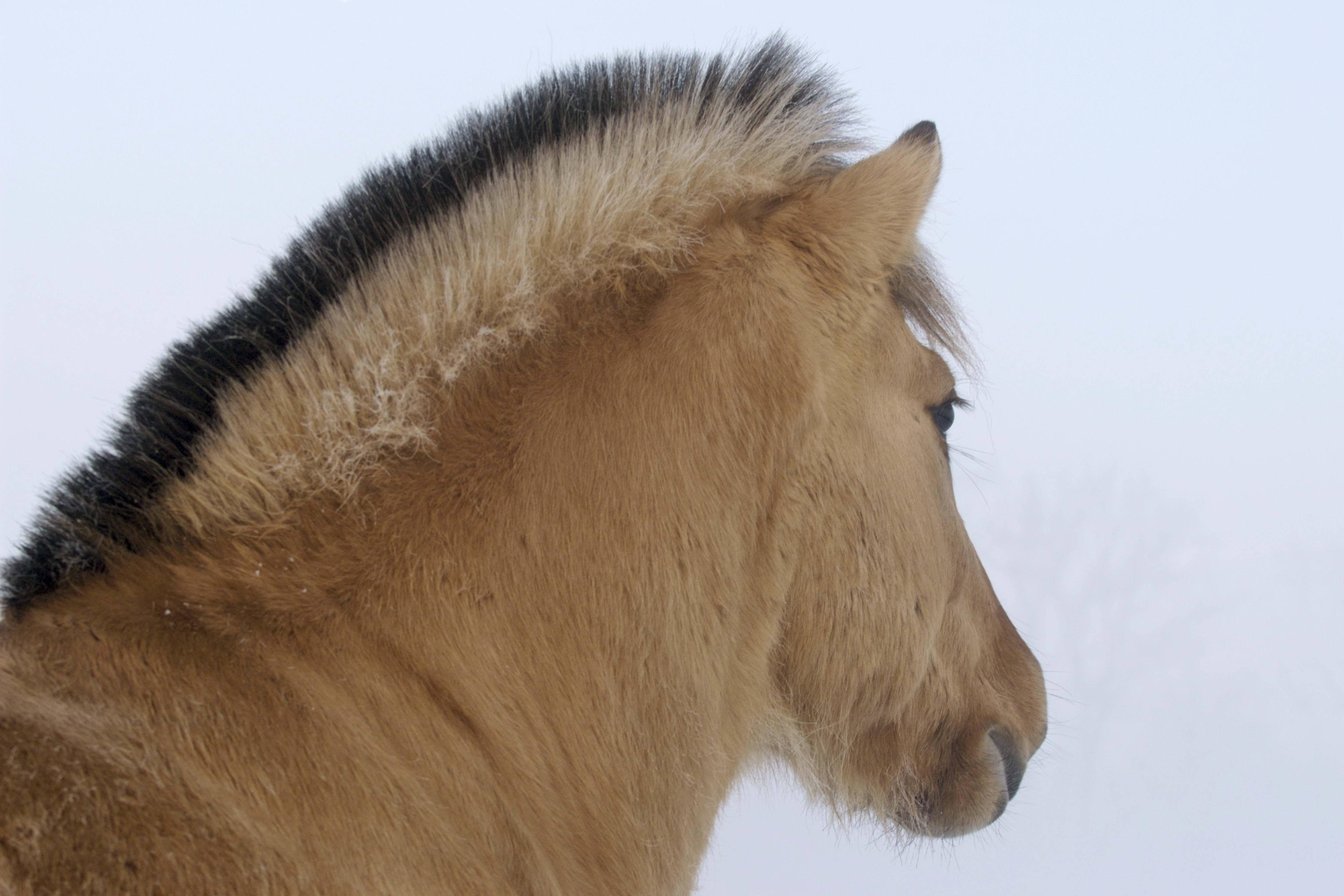 Brown Horse, light brown, dark mane, 5K Desktop Wallpaper