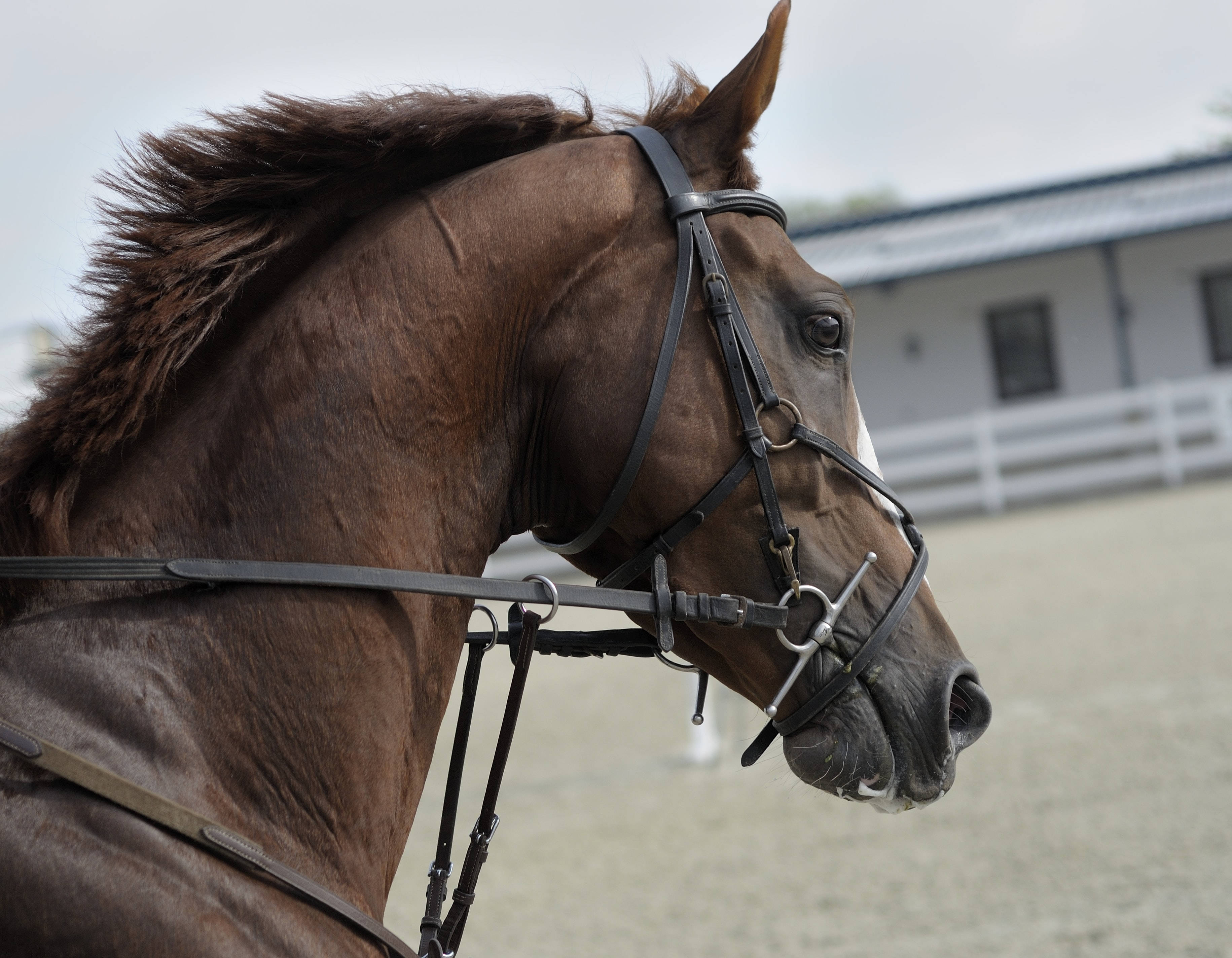 dark brown horse, black bridle, sandy arena, 2K Desktop Wallpaper