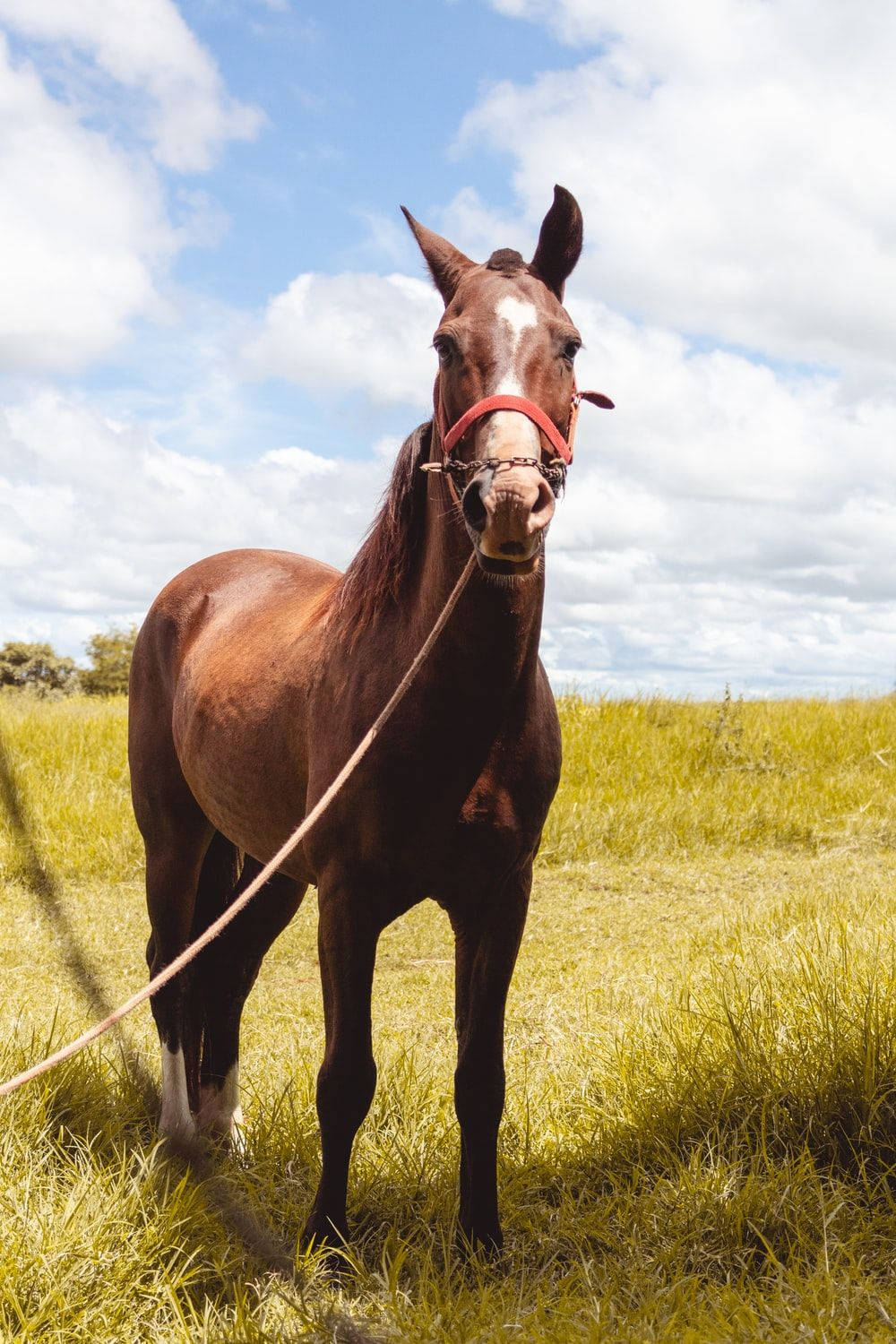 brown horse, white blaze, sunlit grassy field, HD Phone Wallpaper