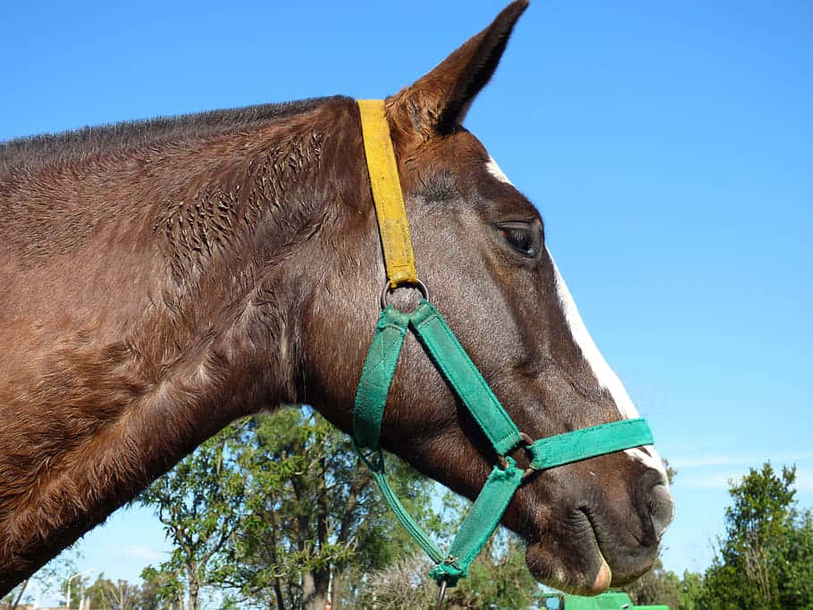 brown horse, white blaze, green halter, SD Desktop Wallpaper
