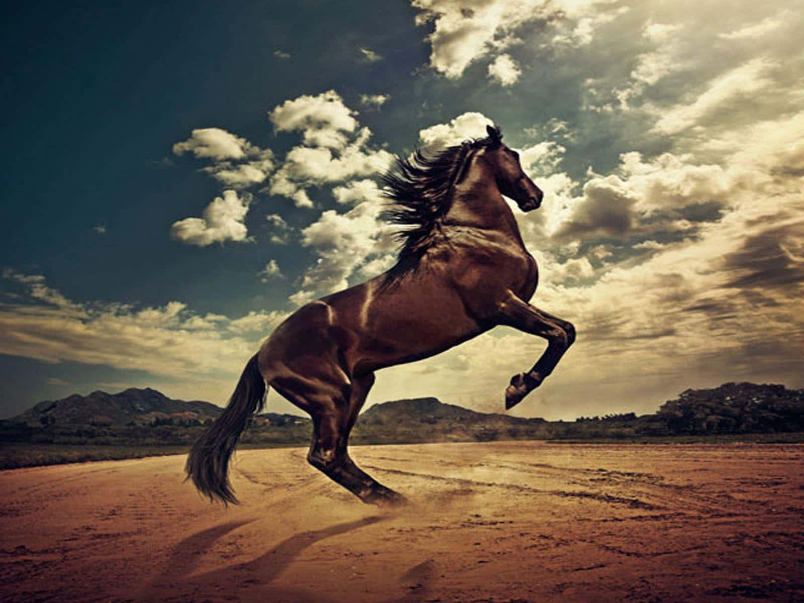 Brown Horse, dusty road, dramatic cloudy sky, HD Desktop Wallpaper
