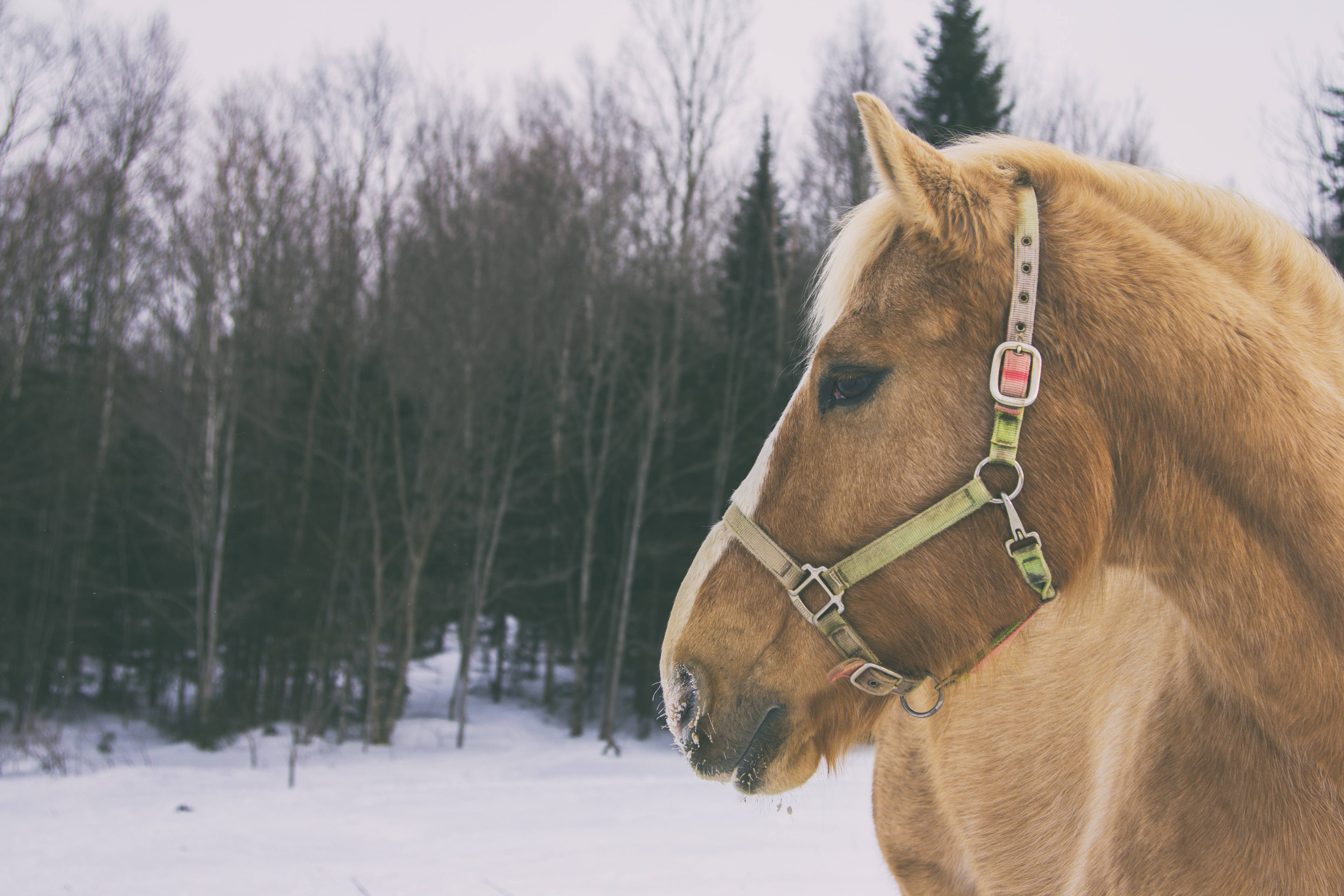 Brown Horse, snowy winter field, bare trees, 5K Desktop Wallpaper