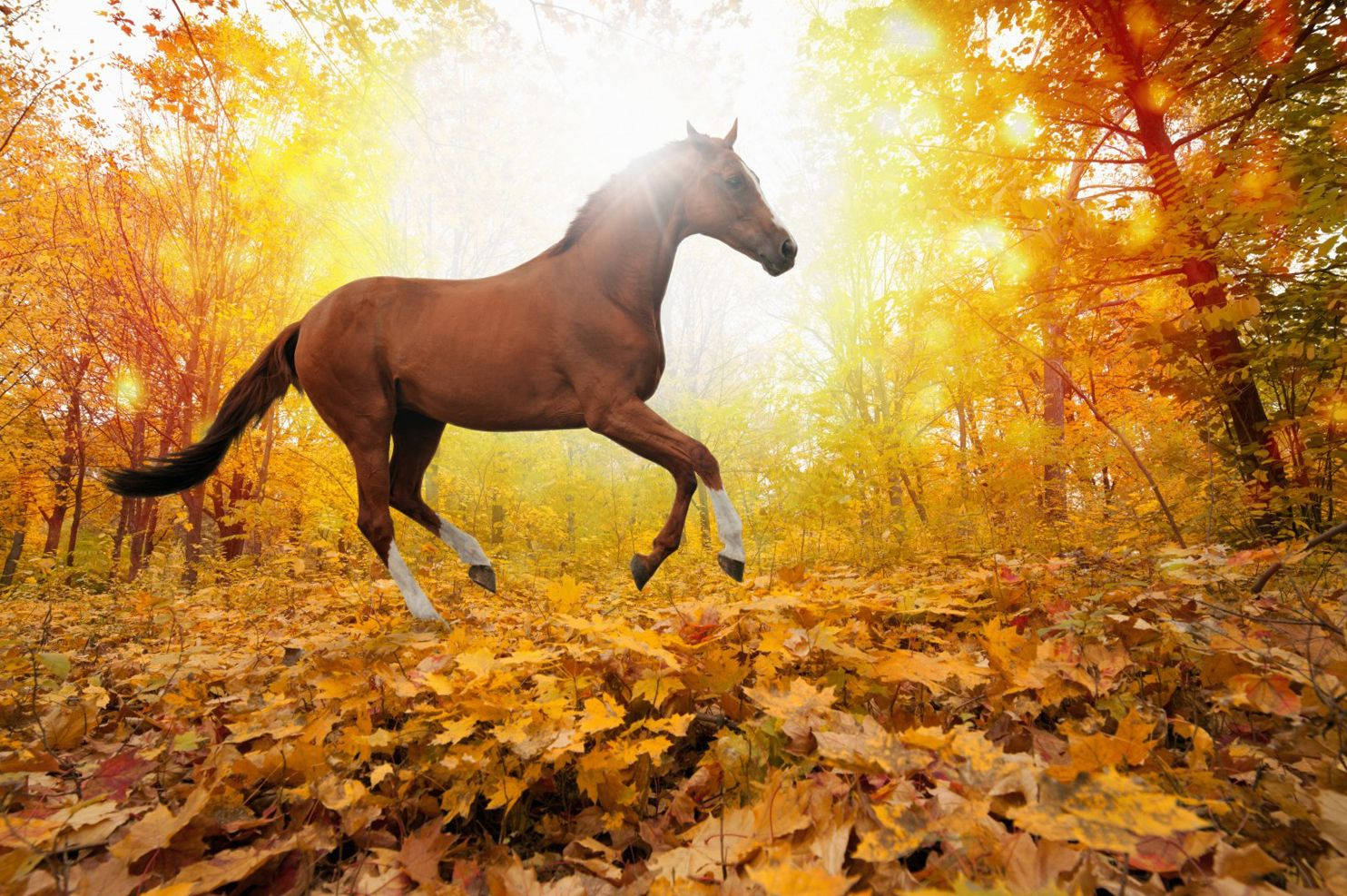 brown horse, autumn forest, golden leaves, HD Desktop Wallpaper