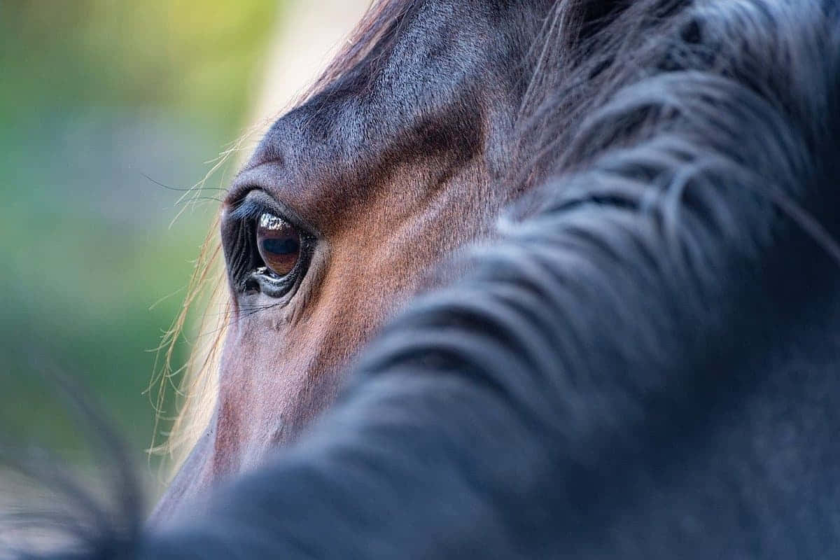 Ornery Brown Hairy Horse, brown eye, dark mane, SD Desktop Wallpaper