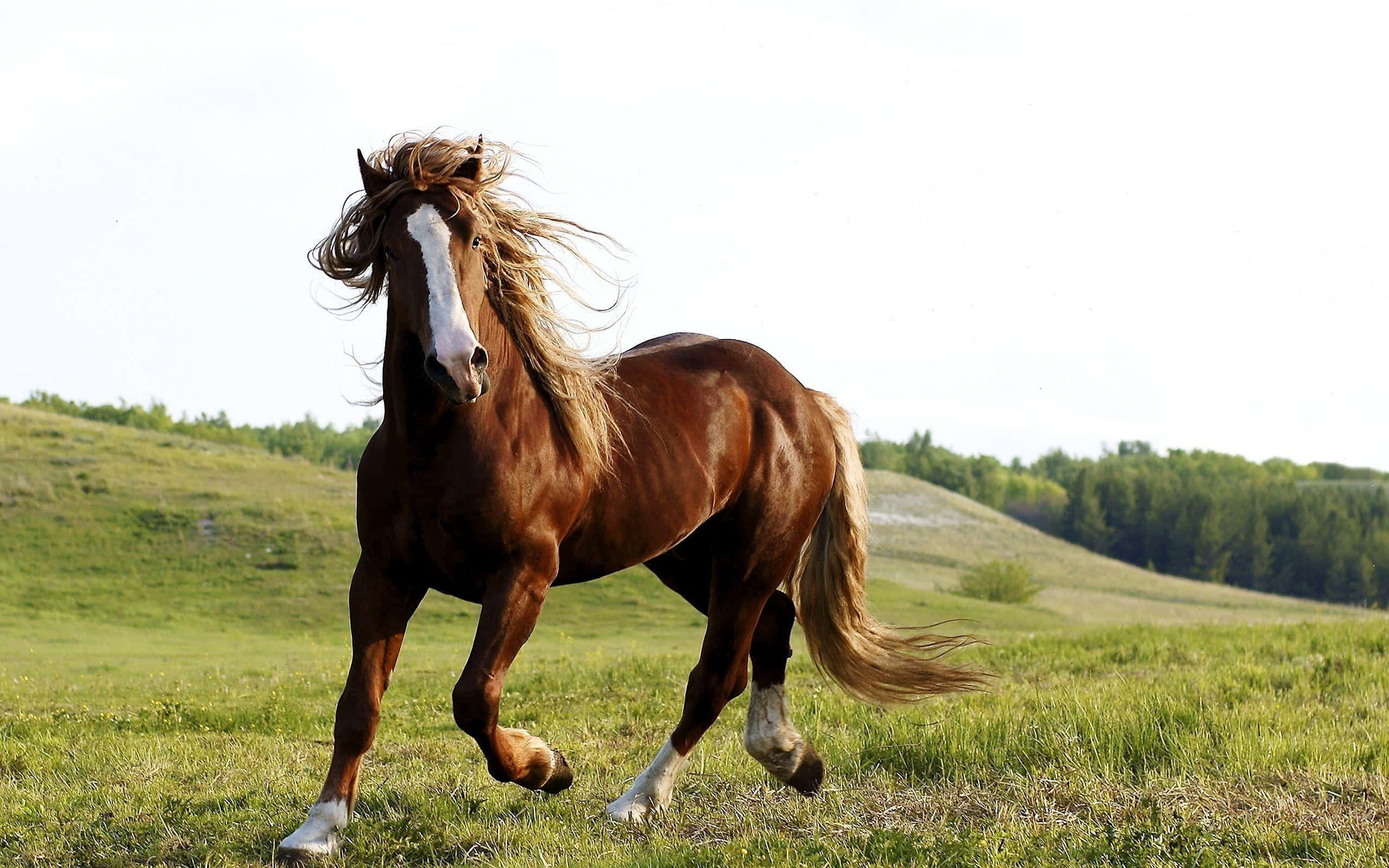 Brown Horse, chestnut horse, white blaze, 2K Desktop Wallpaper