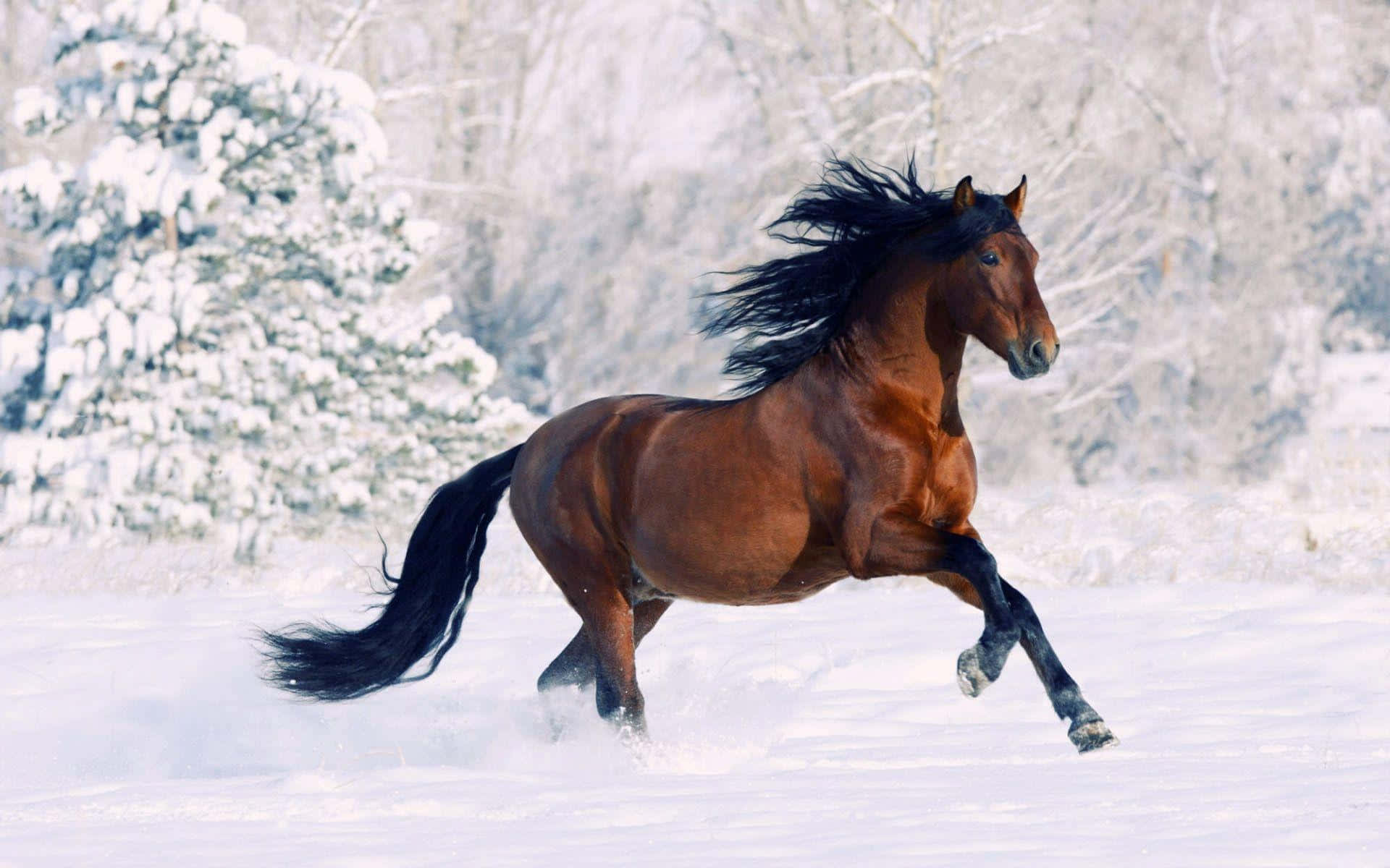 Brown Horse, chestnut horse, black mane, Full HD Desktop Wallpaper