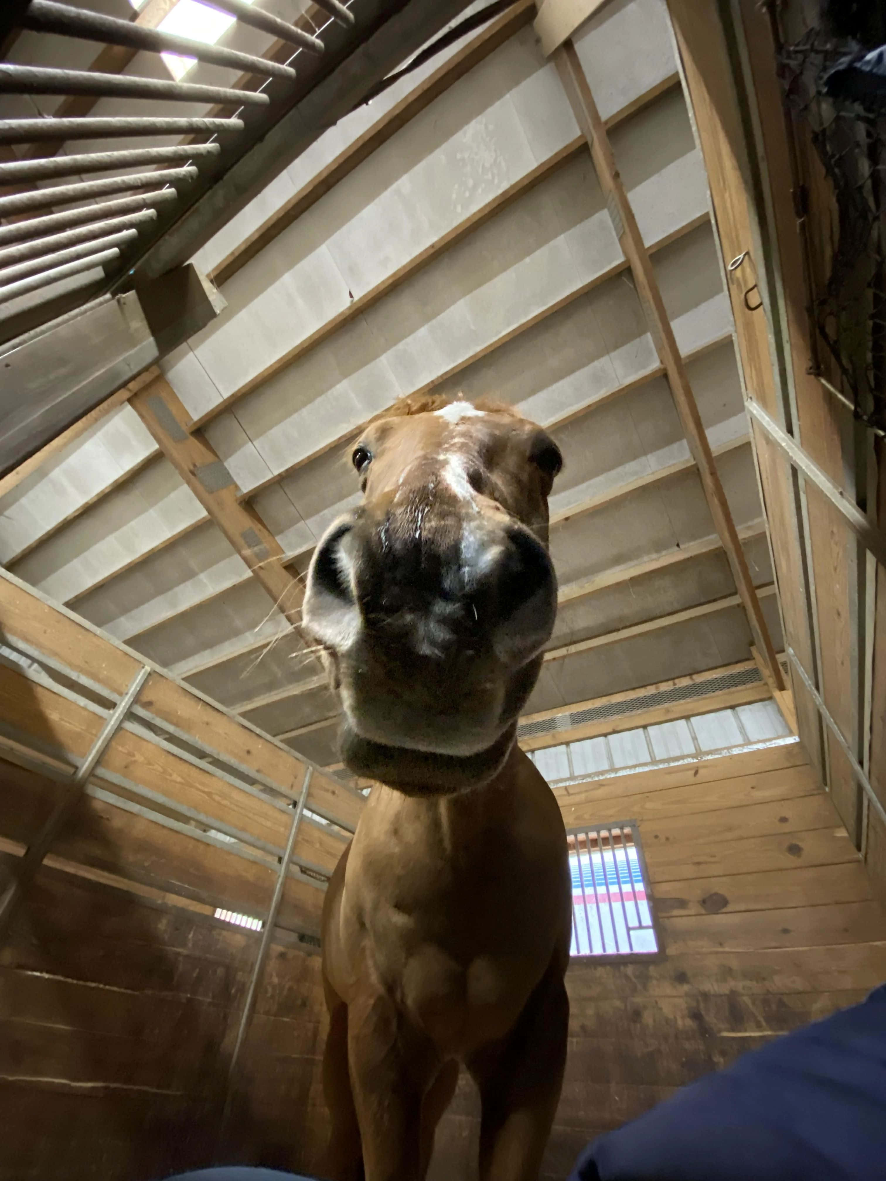 brown horse, white blaze, wooden stable stall, 4K Phone Wallpaper