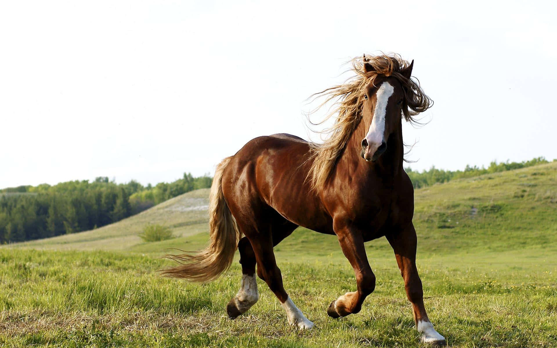 Brown Horse, white blaze, sunlit green meadow, Full HD Desktop Wallpaper