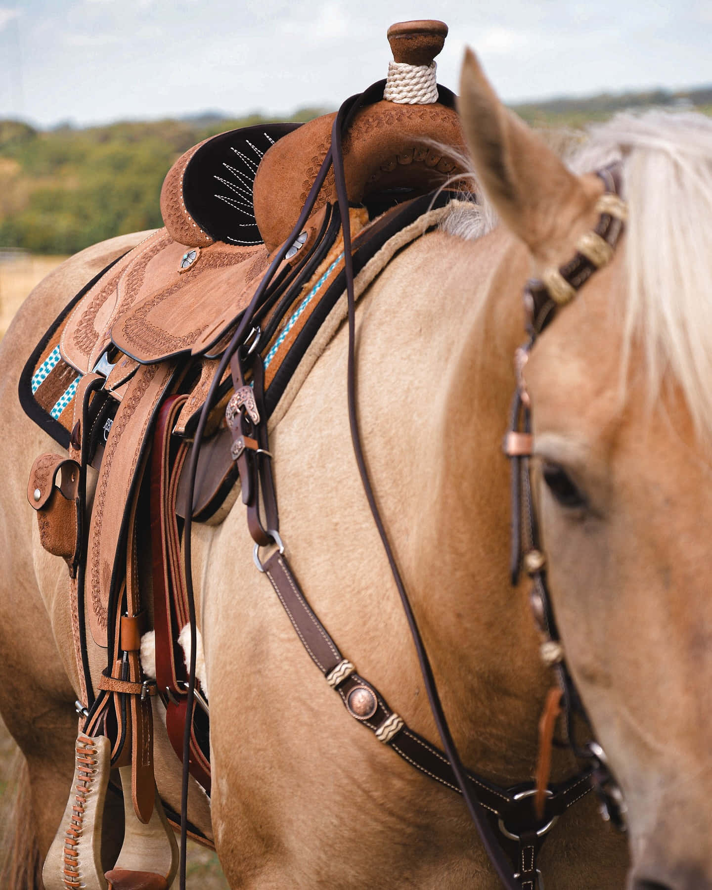 western saddle, light brown horse, turquoise accents, HD Phone Wallpaper