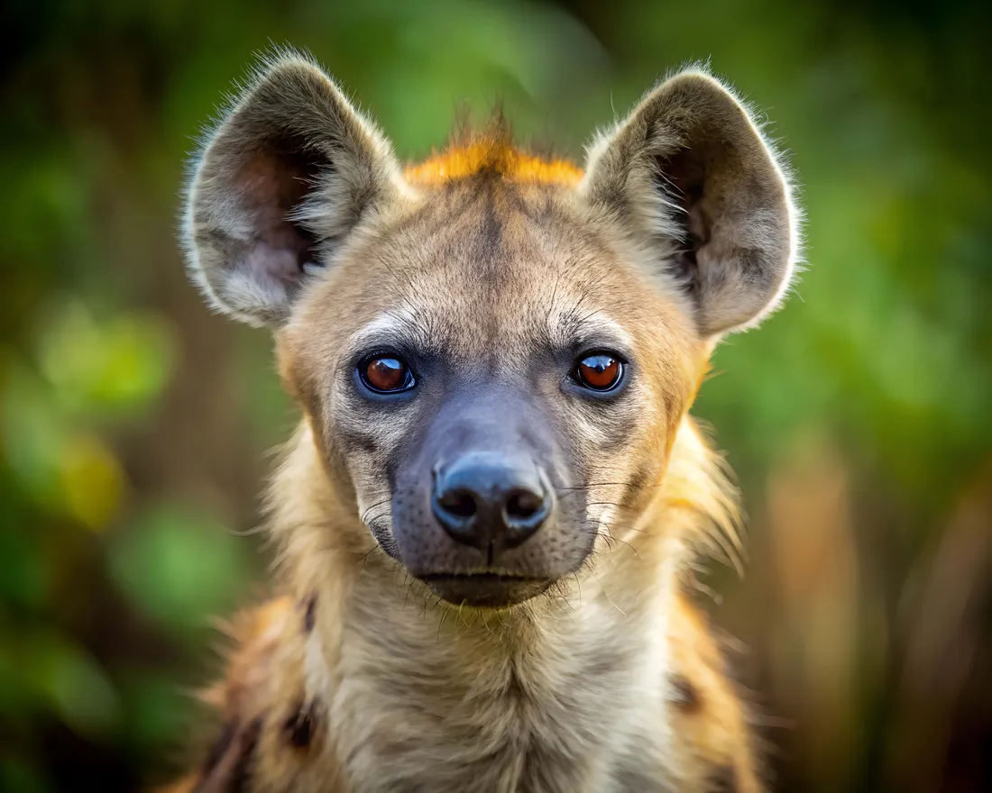 Brown Hyena