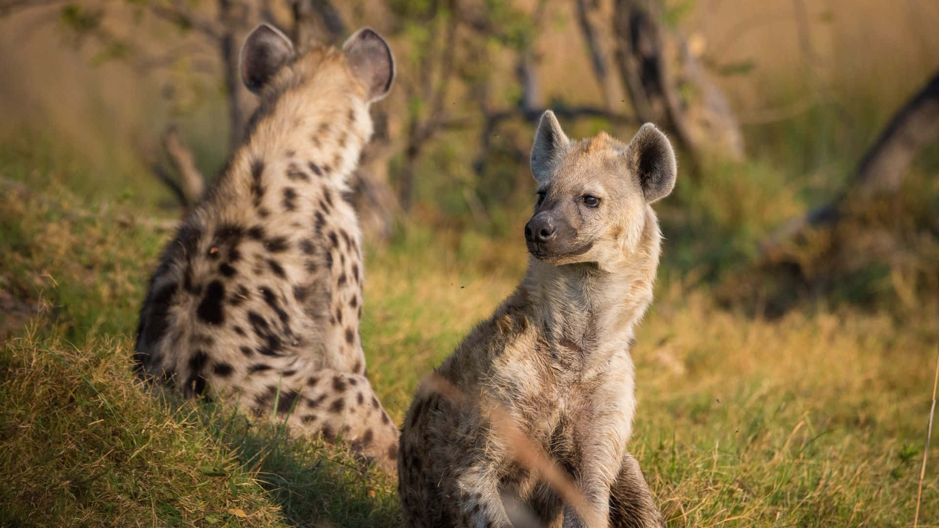 Brown Hyena, golden grass, warm sunlight, Full HD Desktop Wallpaper